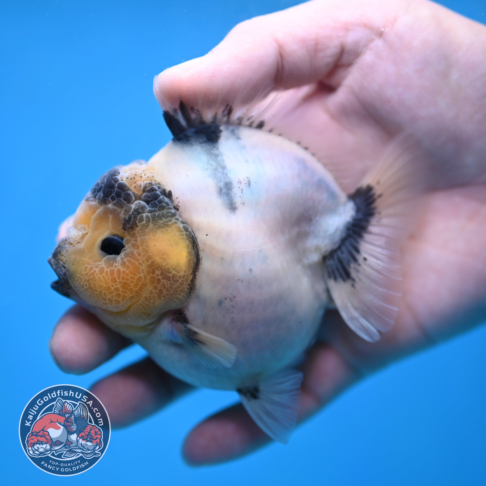 Panda Oranda 3 inch Body (260213_OR05)