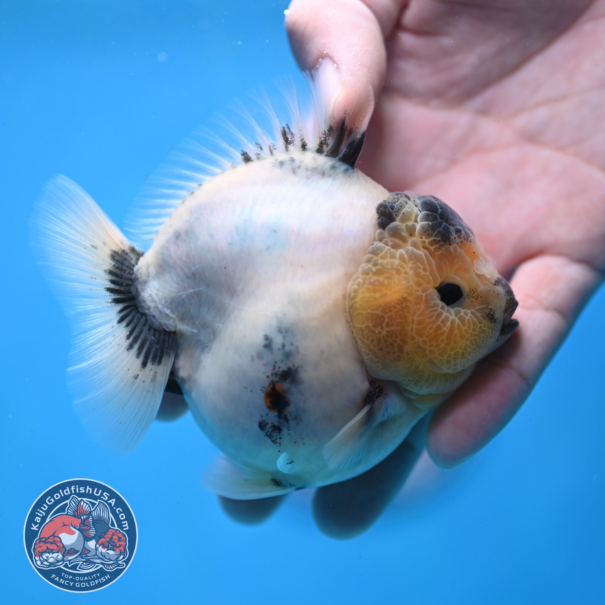 Panda Oranda 3 inch Body (260213_OR05)