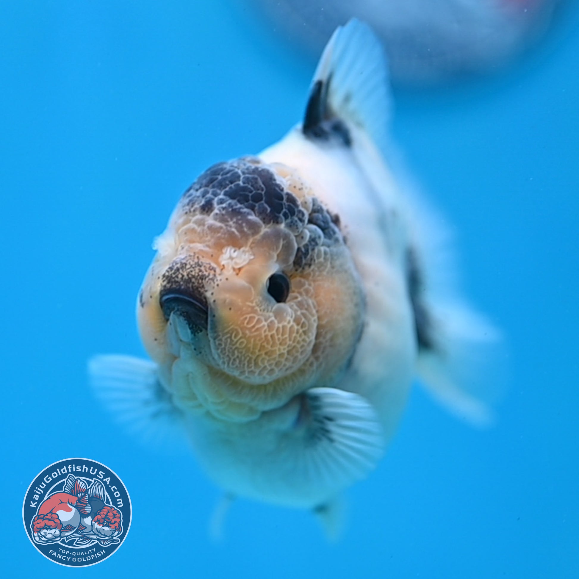 Panda Oranda 3 inch Body (260213_OR05)