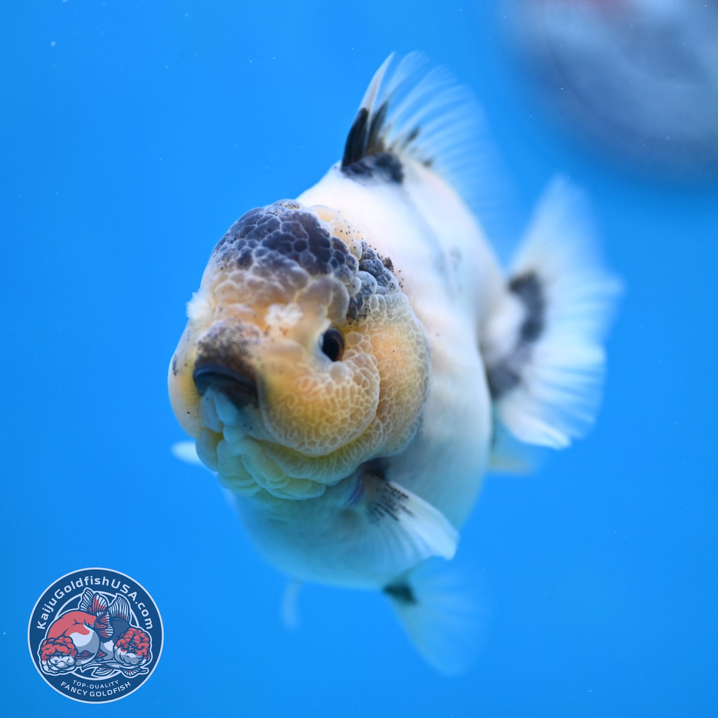 Panda Oranda 3 inch Body (260213_OR05)