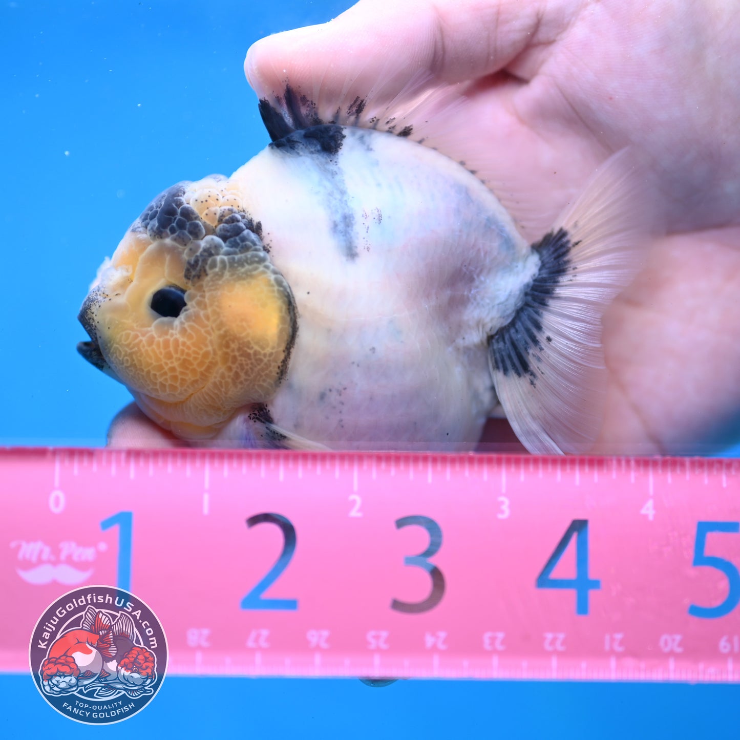 Panda Oranda 3 inch Body (260213_OR05)