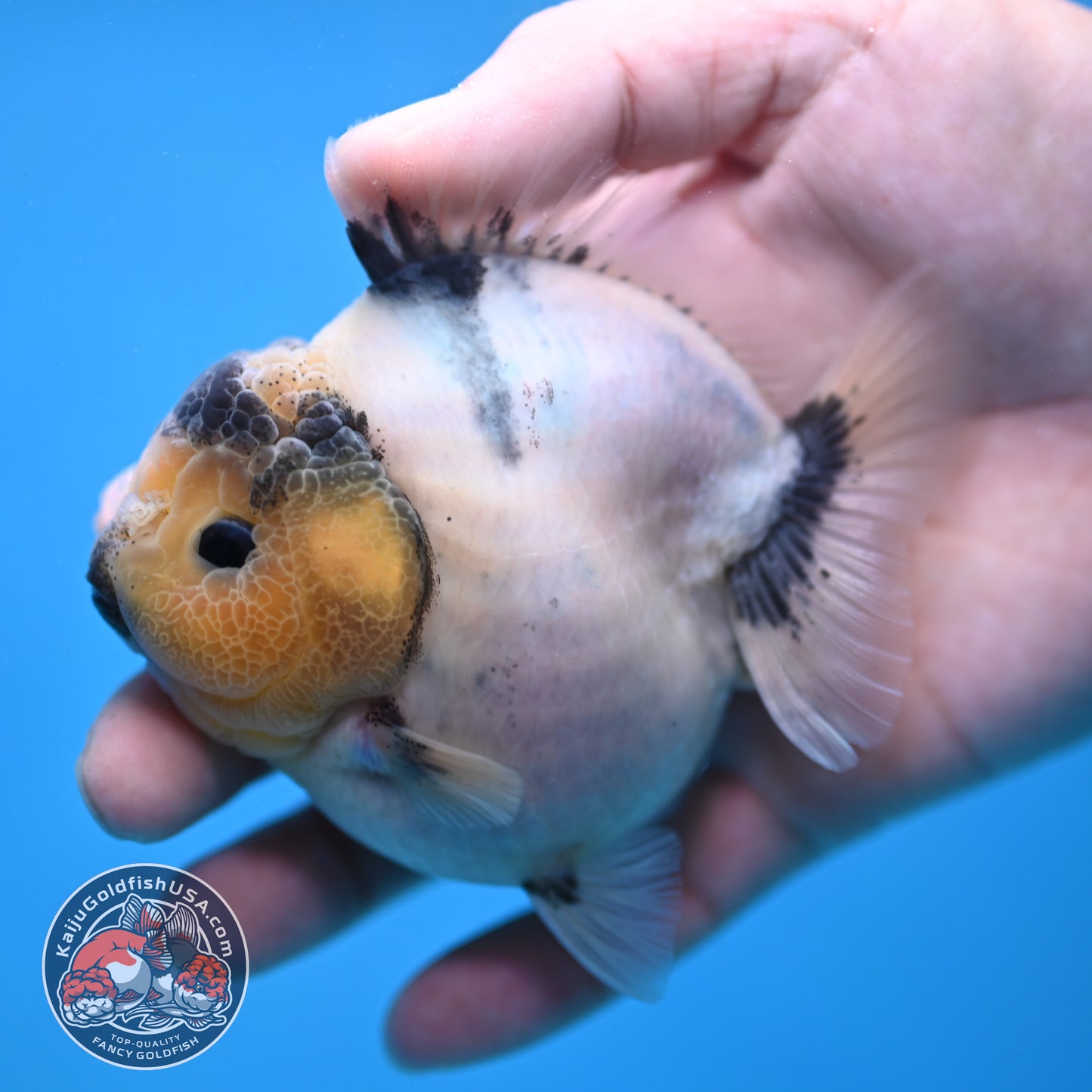 Panda Oranda 3 inch Body (260213_OR05)