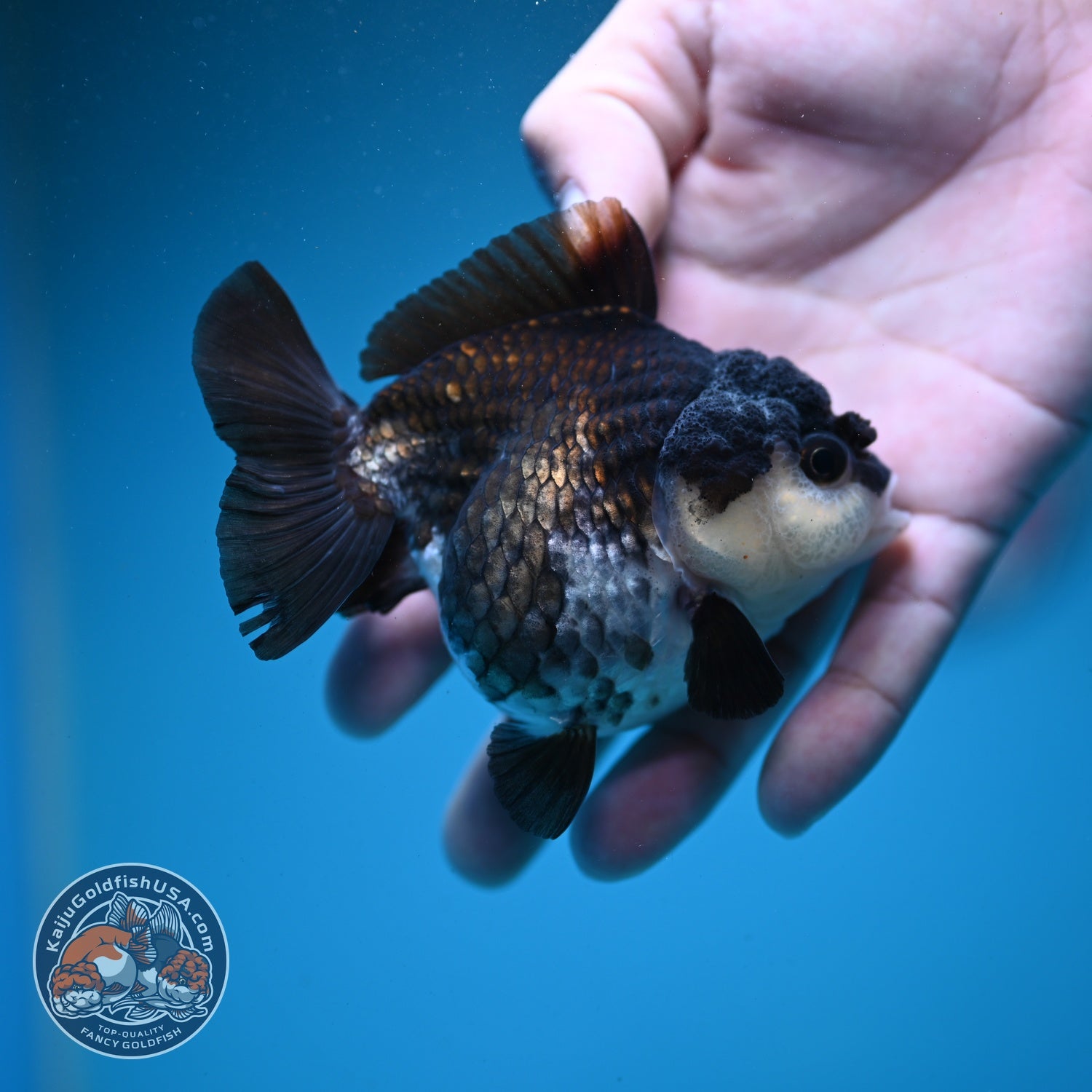 Panda Oranda 3 inch Body (260807_OR10)
