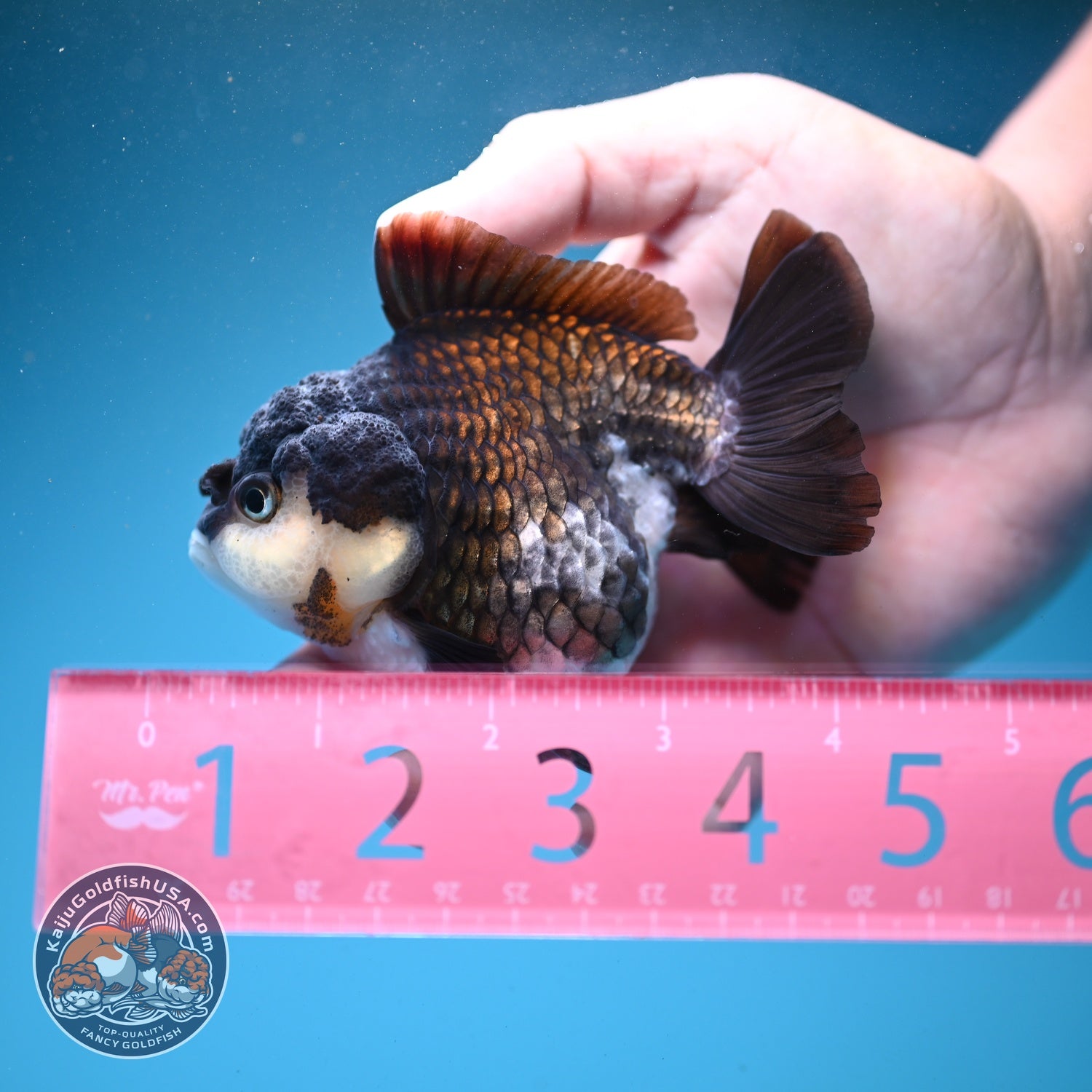 Panda Oranda 3 inch Body (260807_OR10)