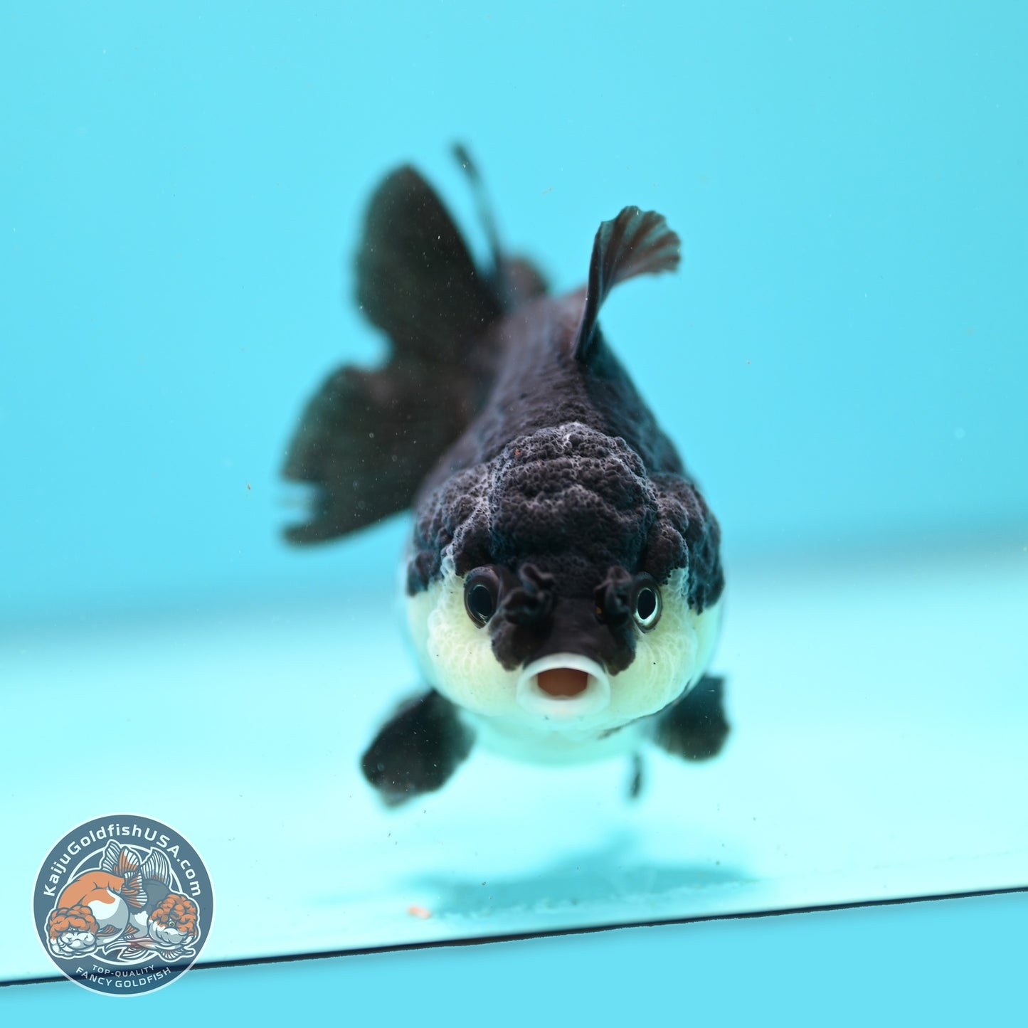 Panda Oranda 3 inch Body (260807_OR10)
