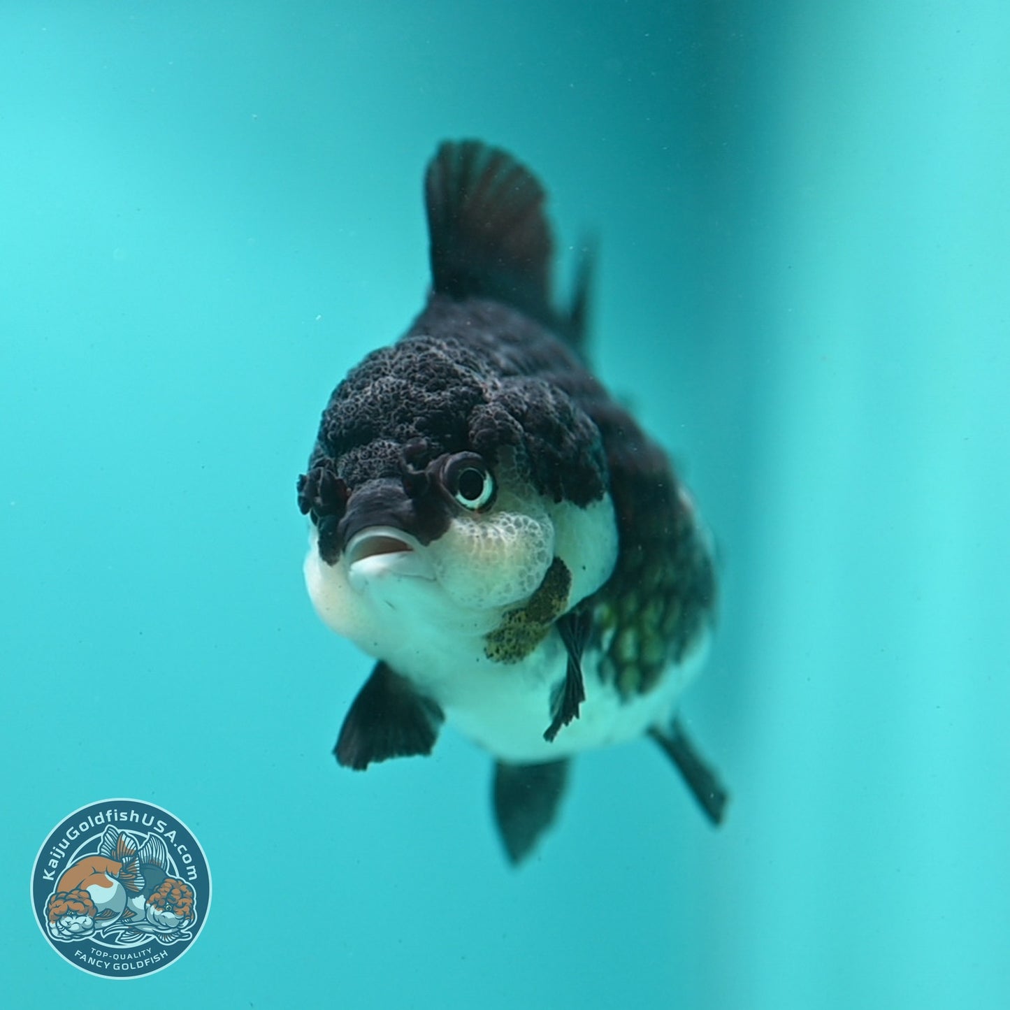 Panda Oranda 3 inch Body (260807_OR10)