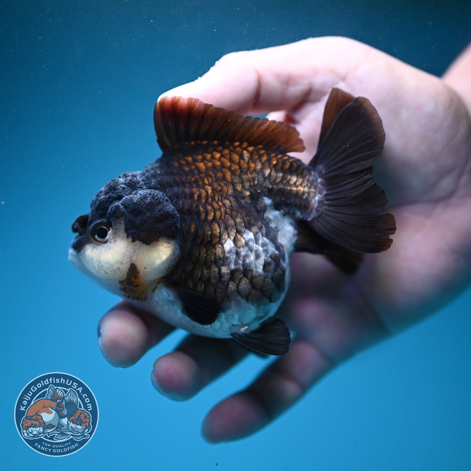 Panda Oranda 3 inch Body (260807_OR10)