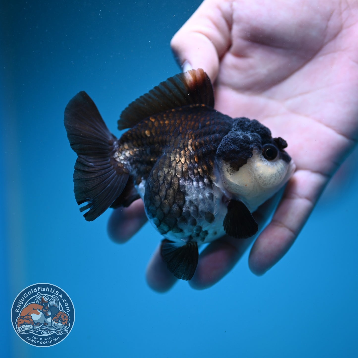 Panda Oranda 3 inch Body (260807_OR10)