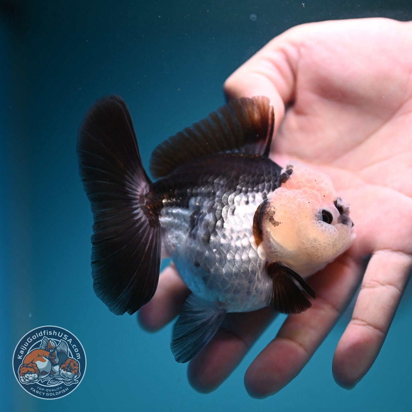 Panda Oranda 3 inch Body (260807_OR12)