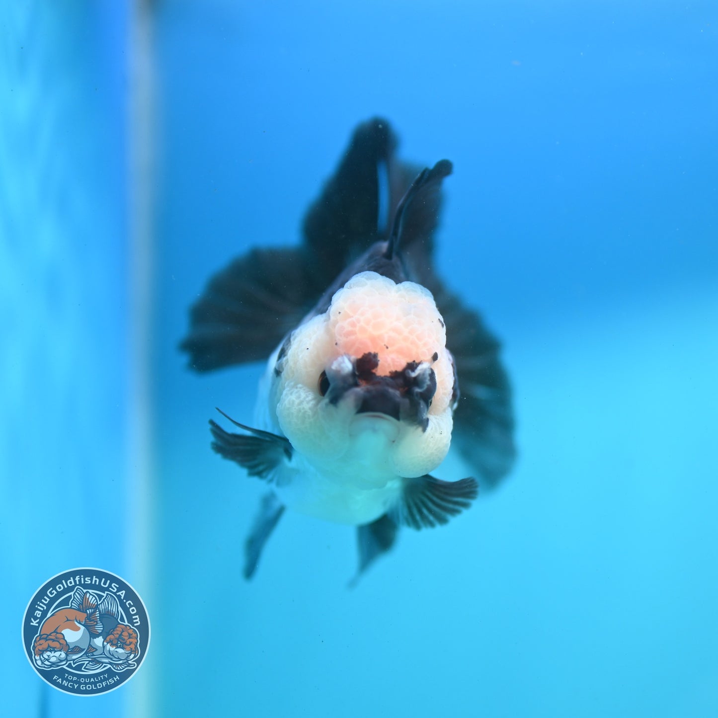 Panda Oranda 3 inch Body (260807_OR12)