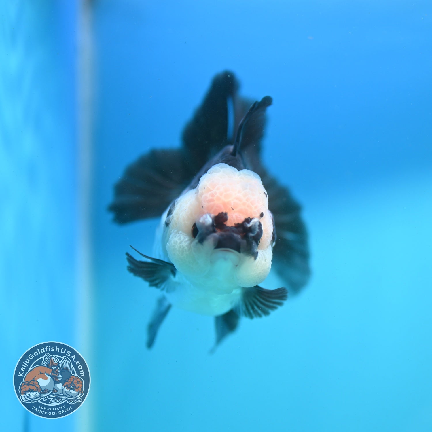 Panda Oranda 3 inch Body (260807_OR12)