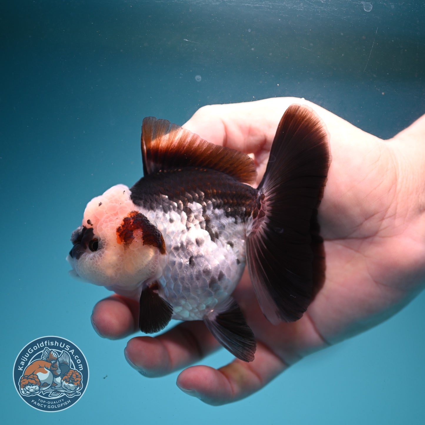 Panda Oranda 3 inch Body (260807_OR12)
