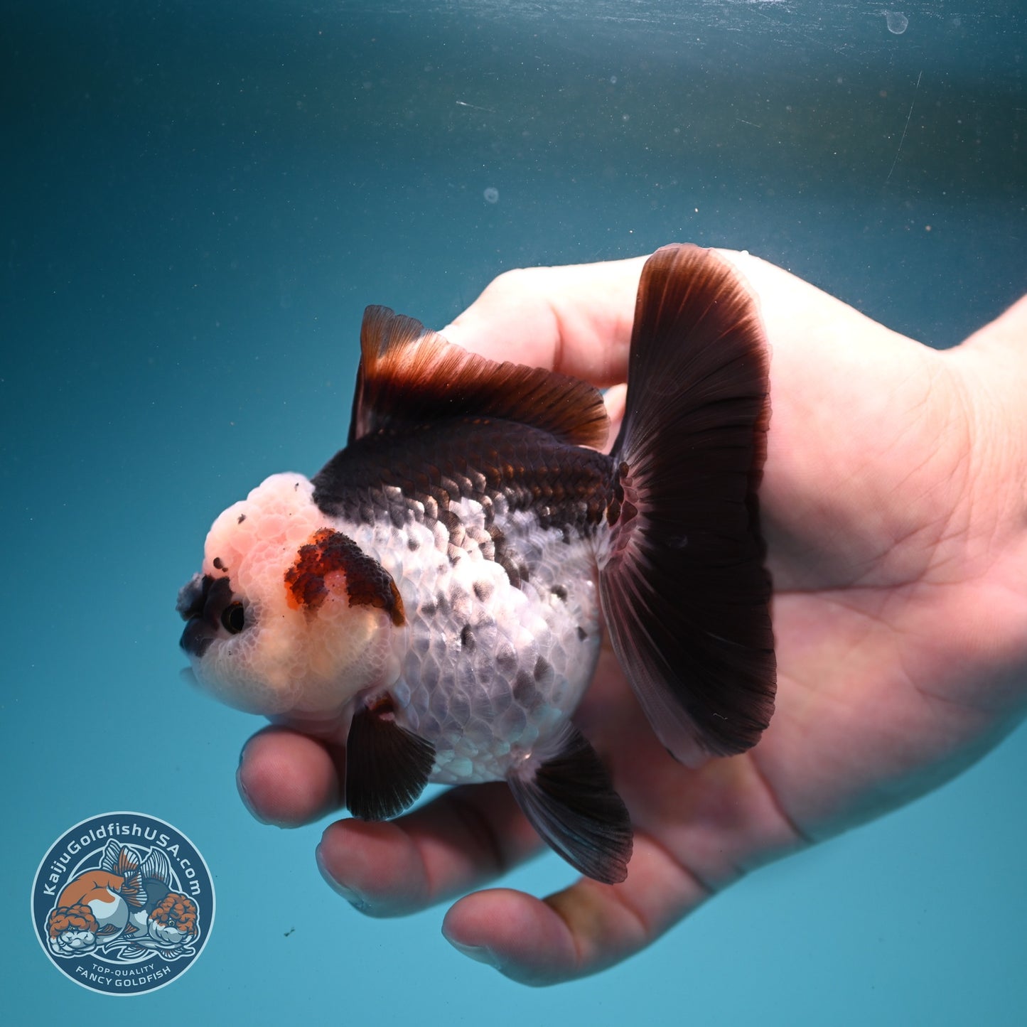Panda Oranda 3 inch Body (260807_OR12)