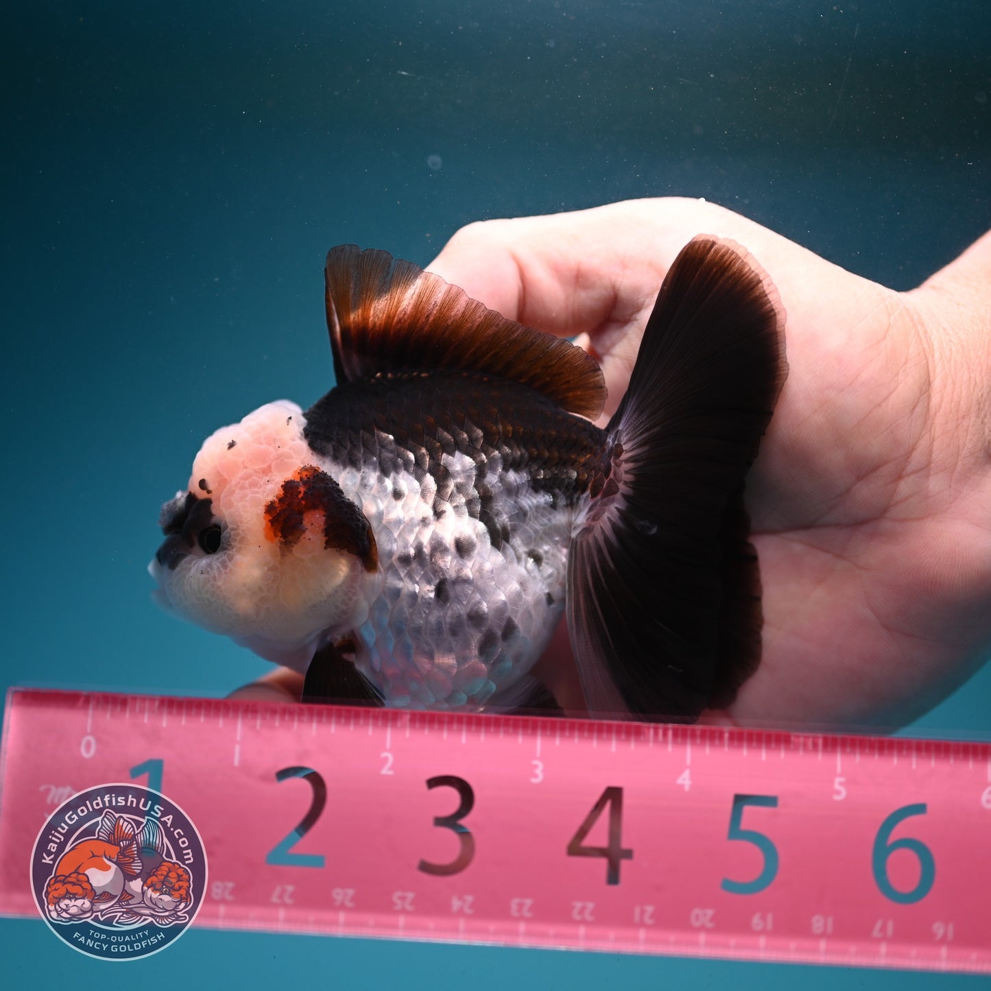 Panda Oranda 3 inch Body (260807_OR12)