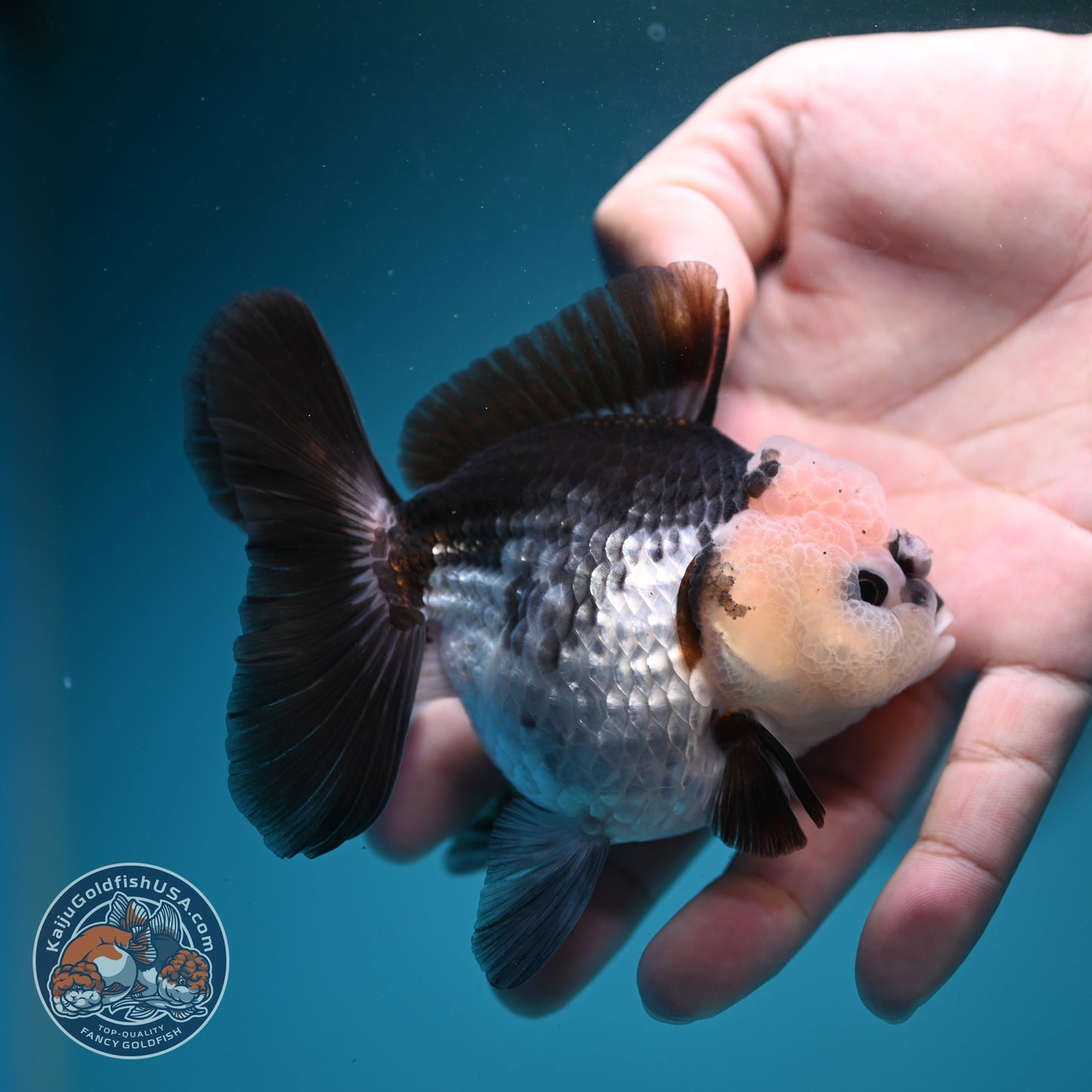 Panda Oranda 3 inch Body (260807_OR12)