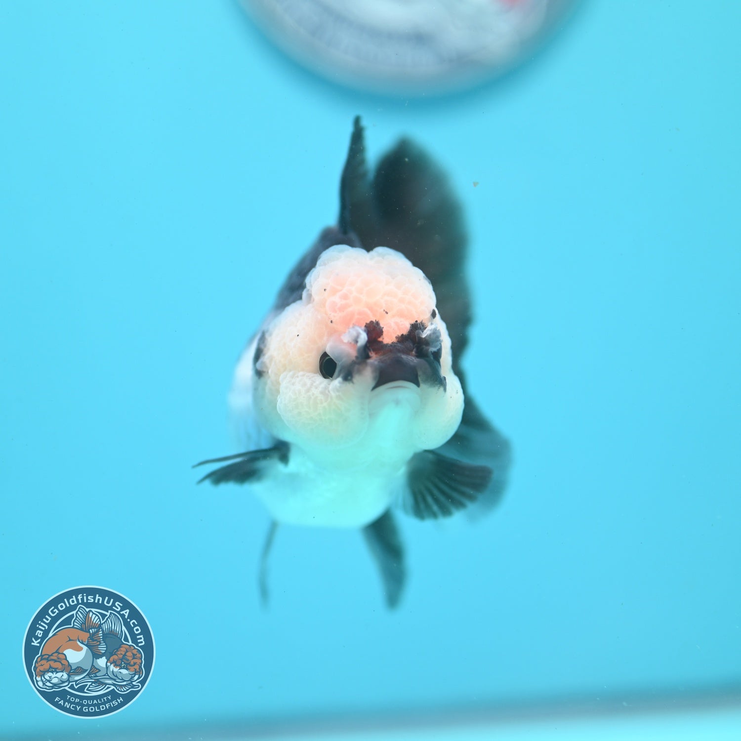 Panda Oranda 3 inch Body (260807_OR12)