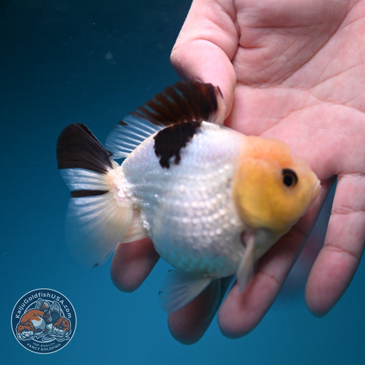 Panda Oranda 3 inch Body (260911_OR17)