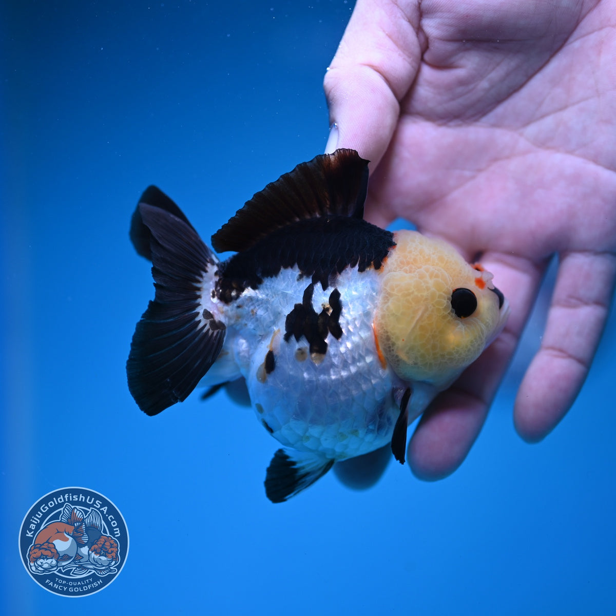 Panda Oranda 3 inch Body (261002_OR07)