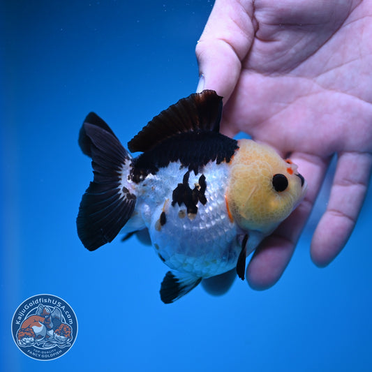 Panda Oranda 3 inch Body (261002_OR07)
