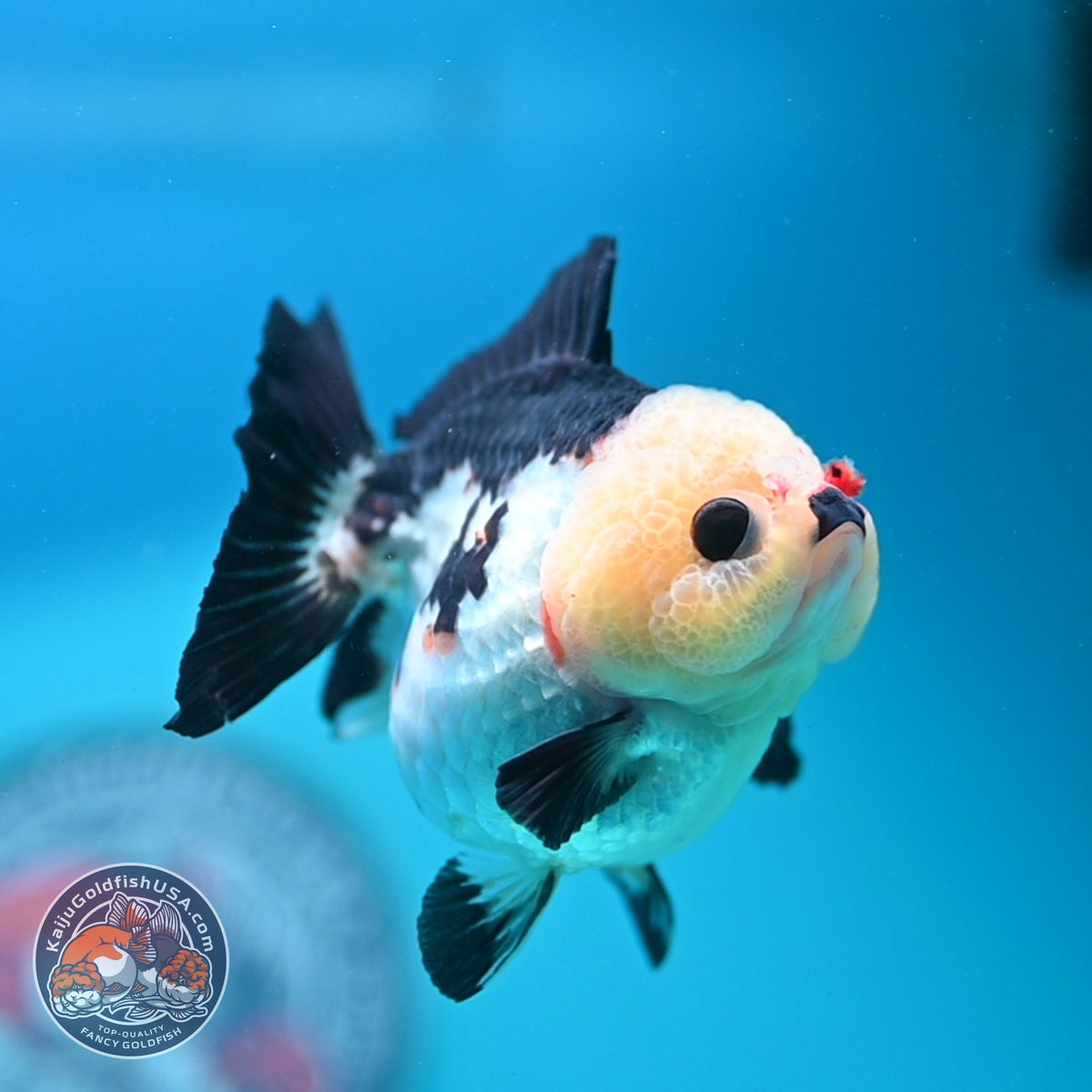 Panda Oranda 3 inch Body (261002_OR07)