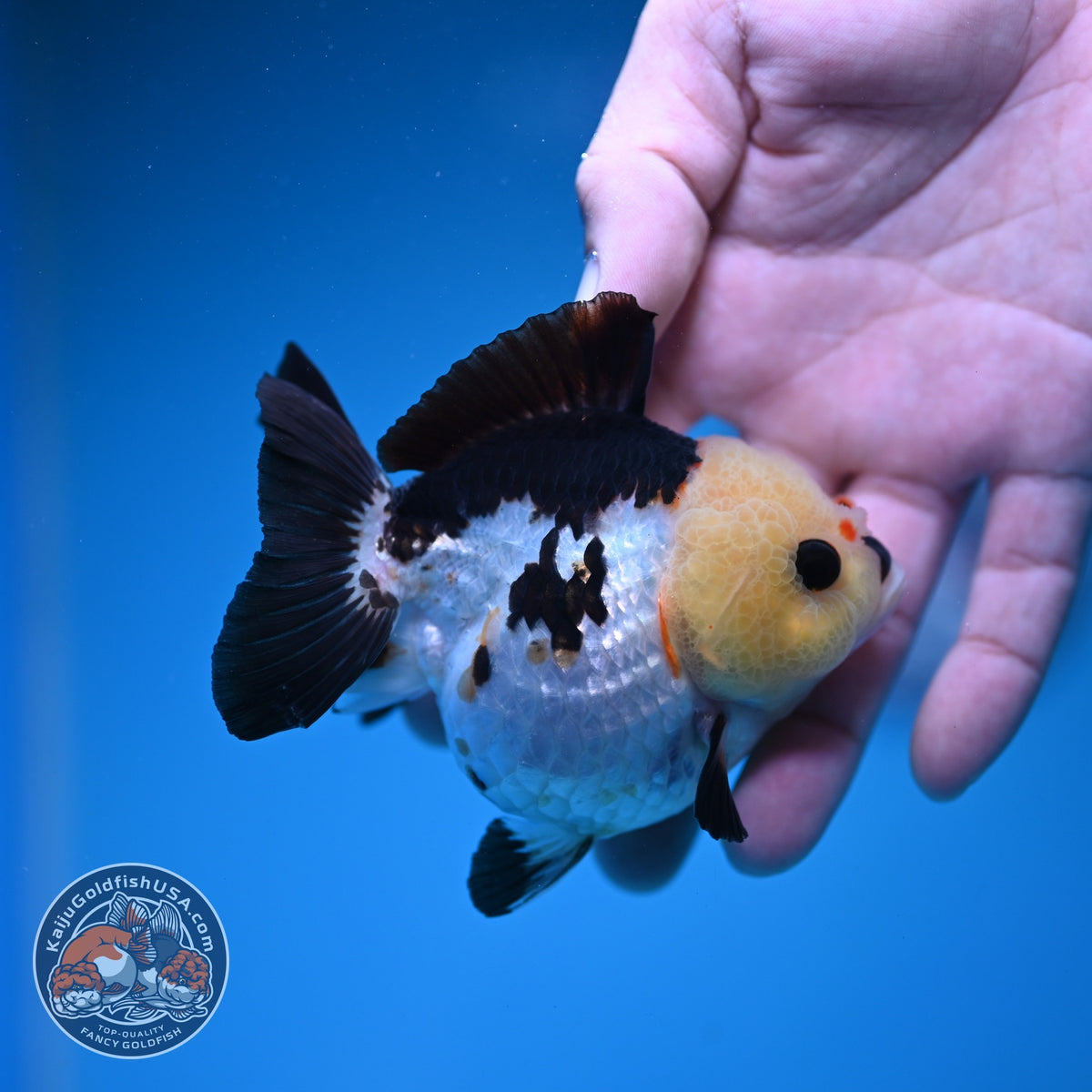 Panda Oranda 3 inch Body (261002_OR07)