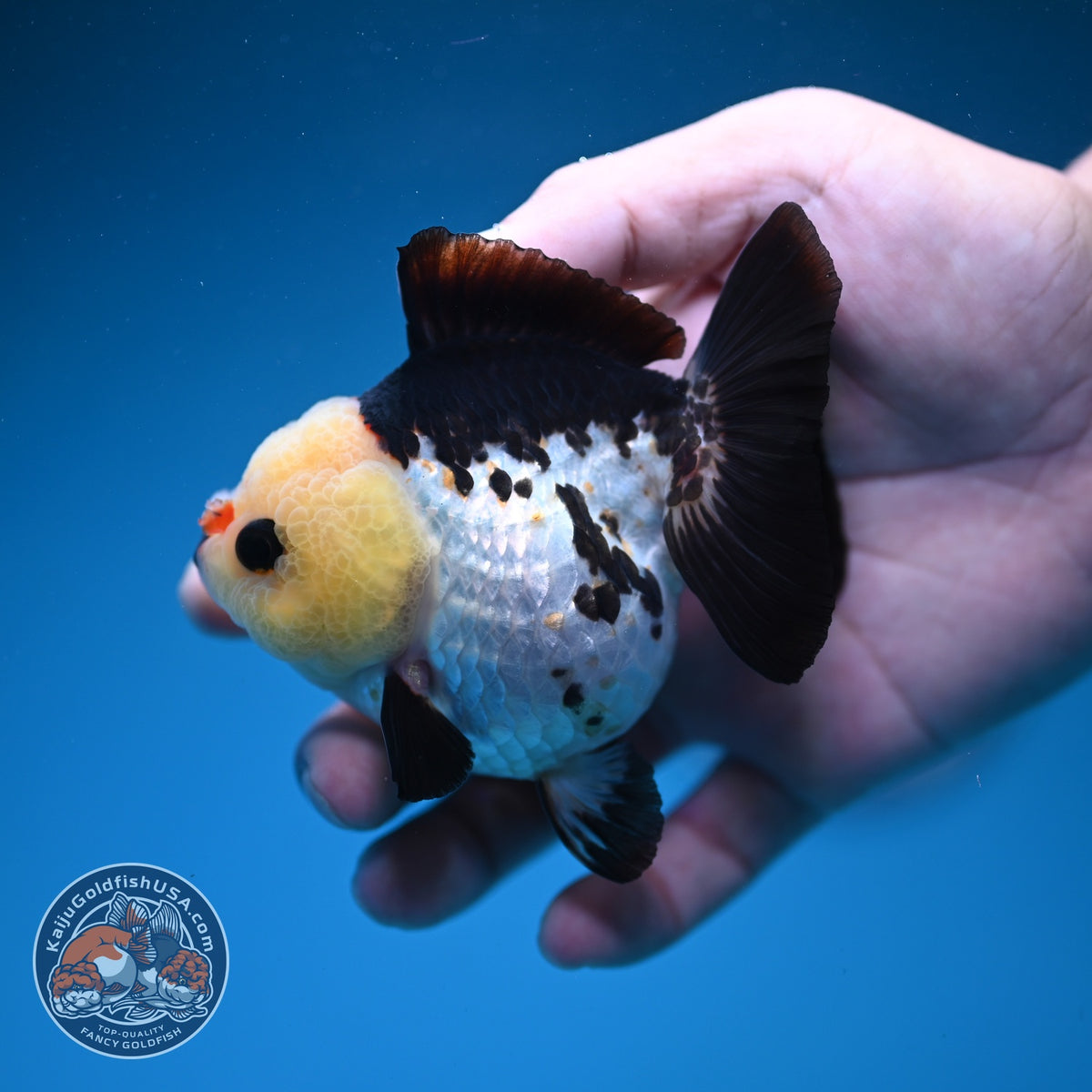 Panda Oranda 3 inch Body (261002_OR07)