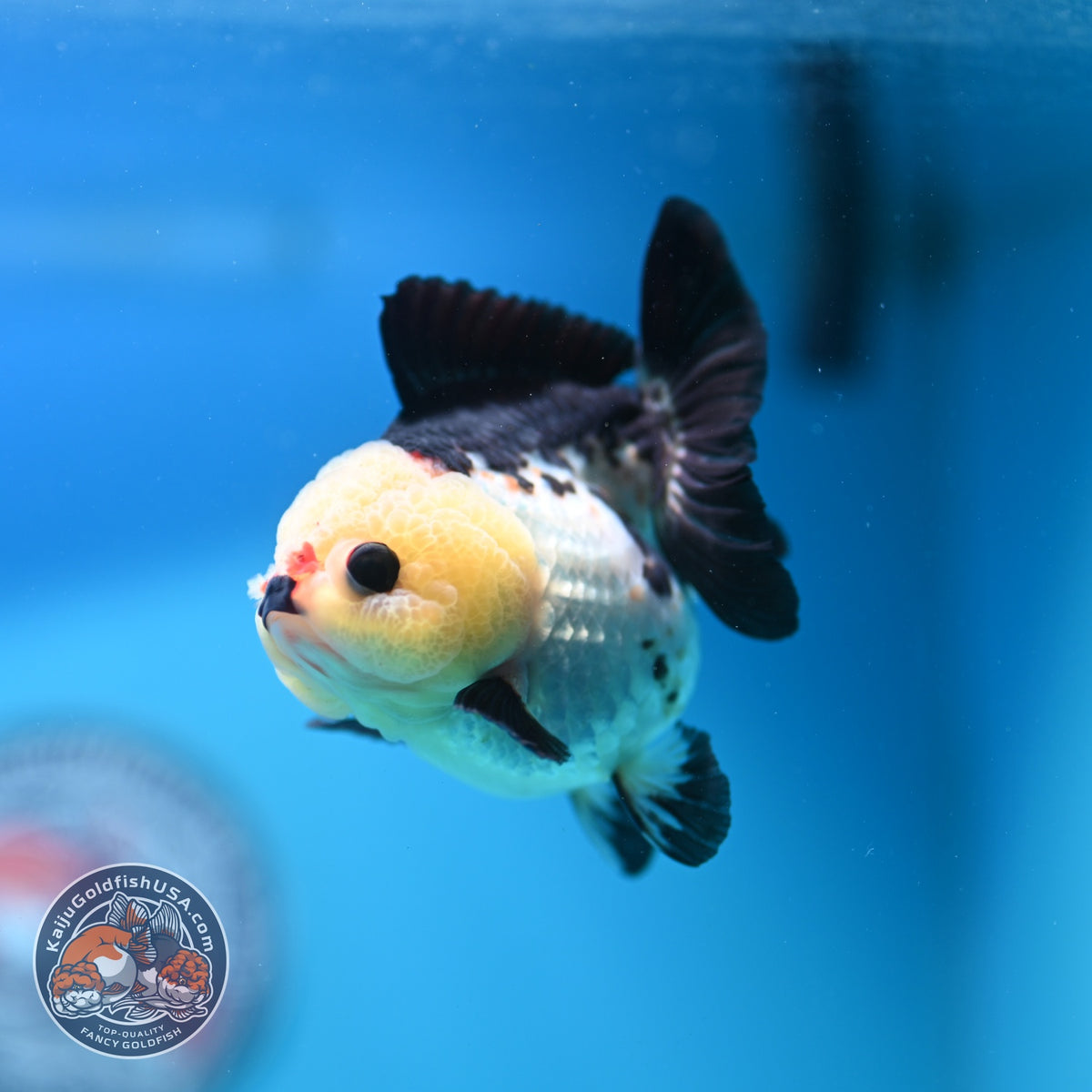 Panda Oranda 3 inch Body (261002_OR07)
