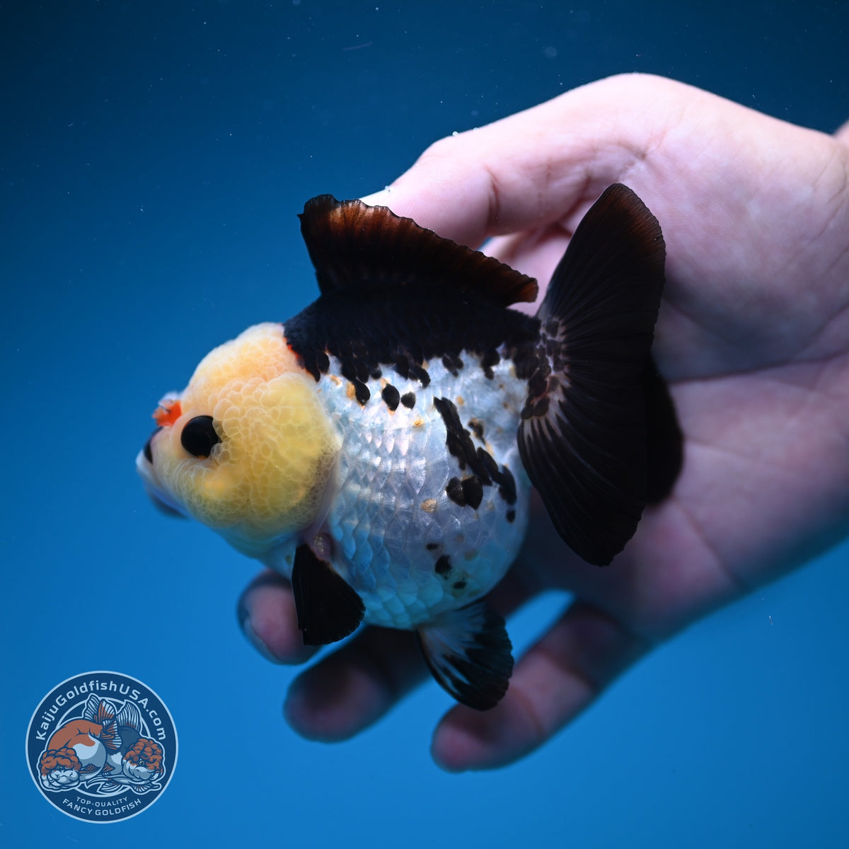 Panda Oranda 3 inch Body (261002_OR07)