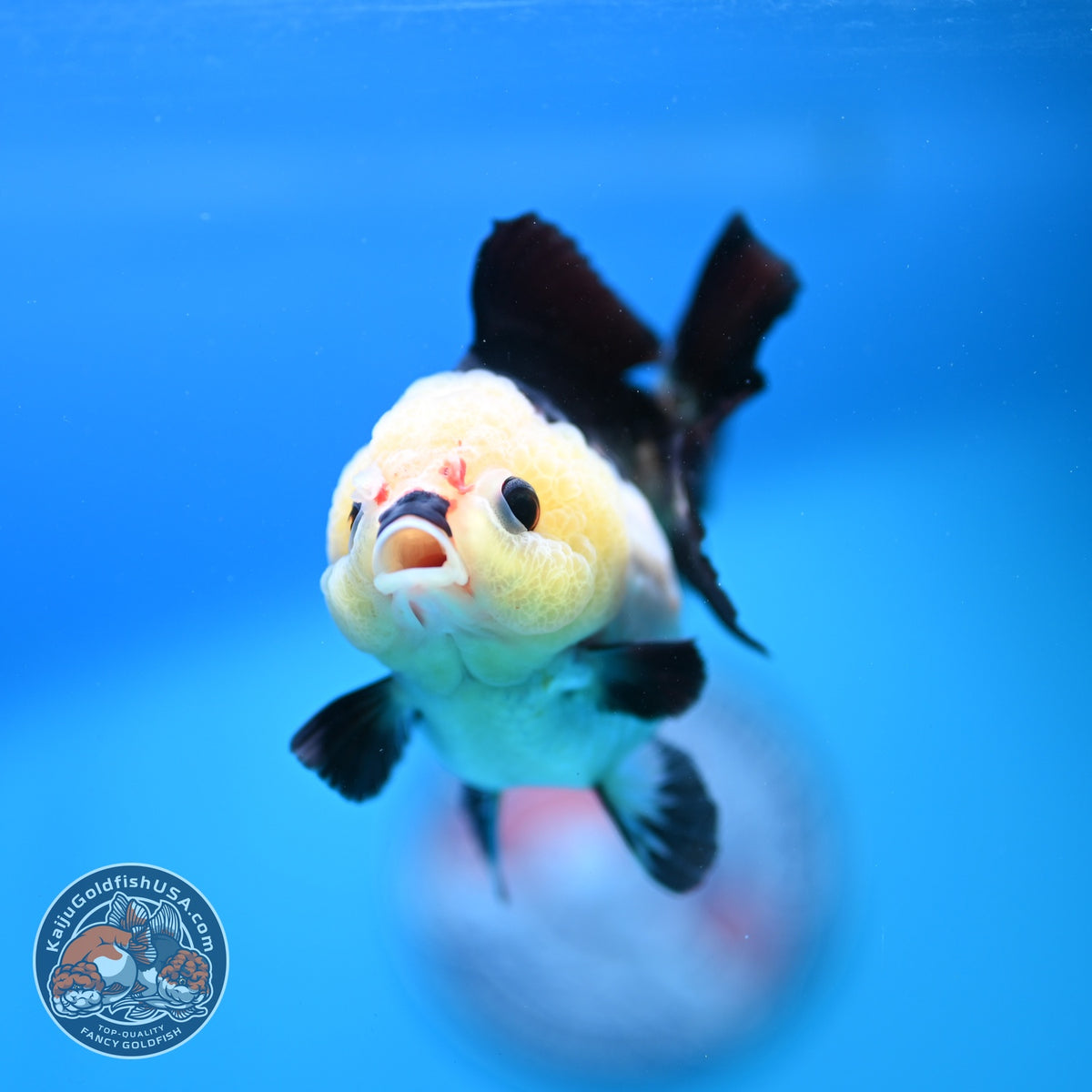 Panda Oranda 3 inch Body (261002_OR07)