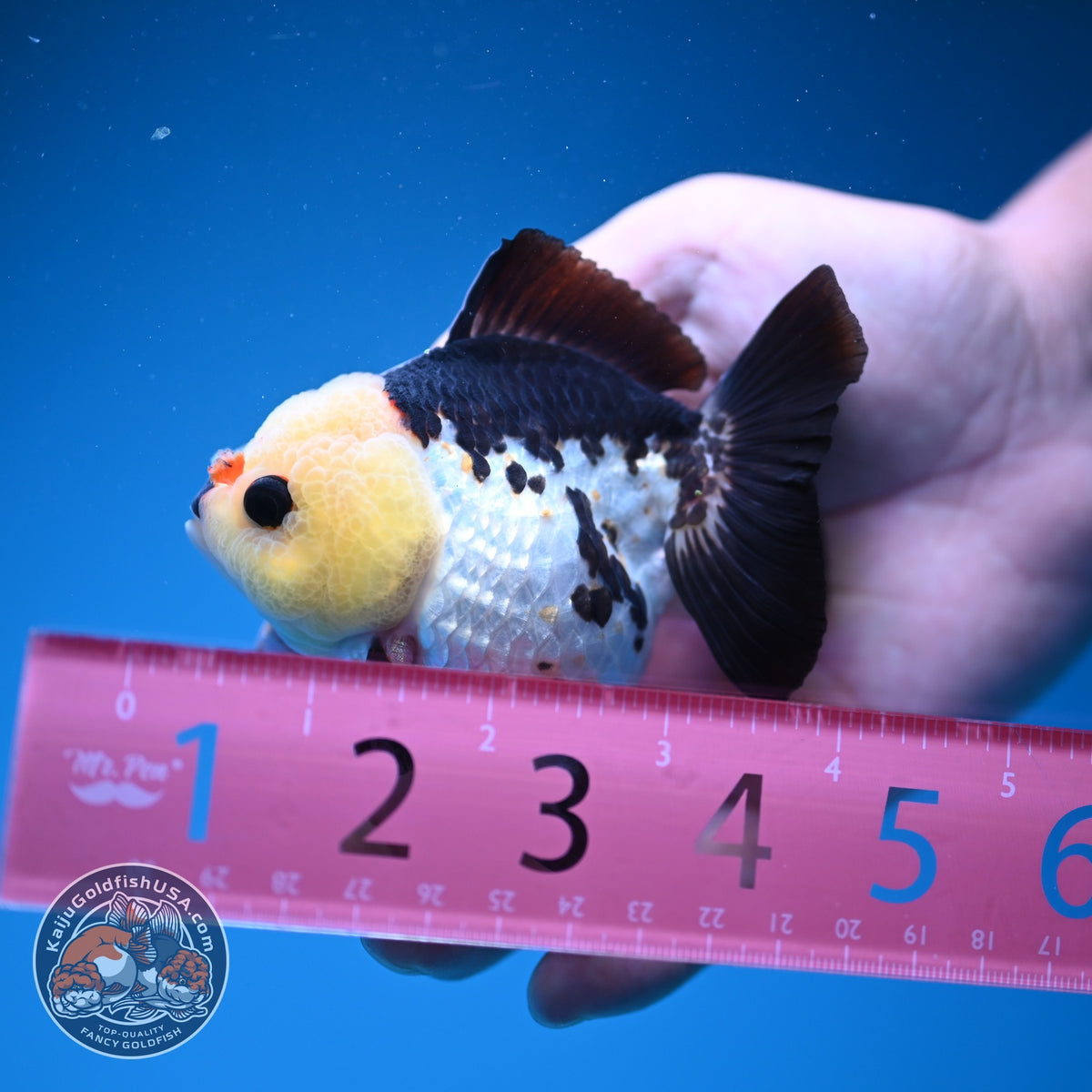 Panda Oranda 3 inch Body (261002_OR07)