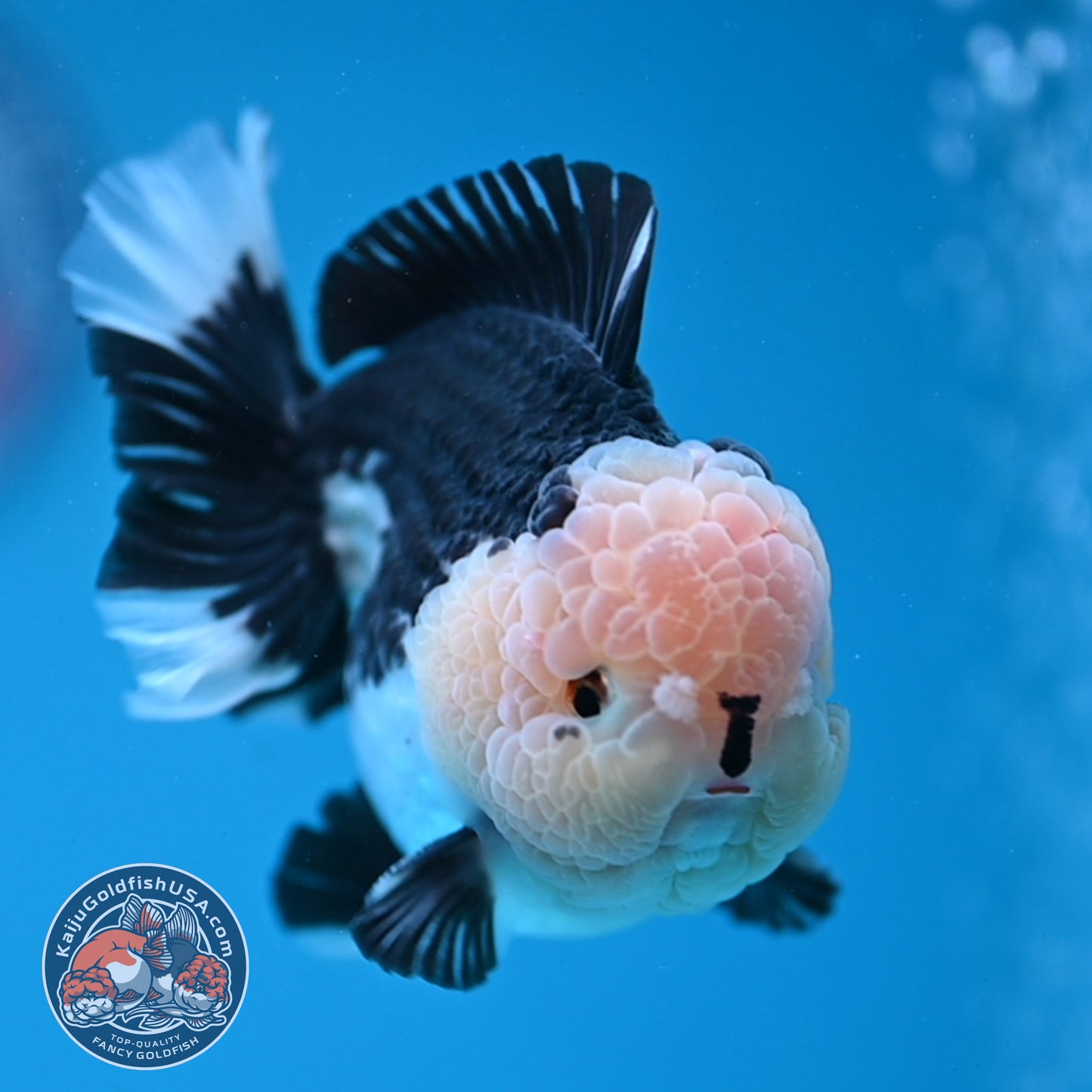 Panda Oranda 3.5 inch Body (251107_OR07)