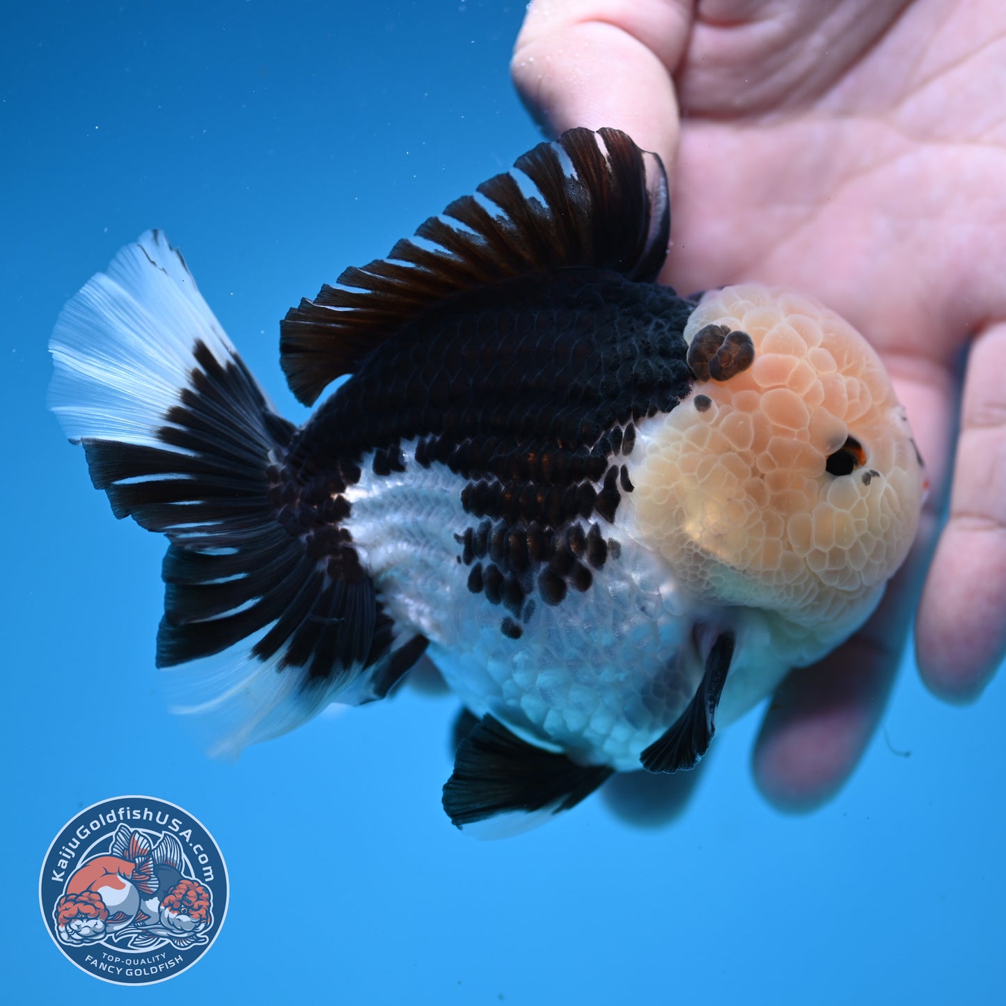 Panda Oranda 3.5 inch Body (251107_OR07)
