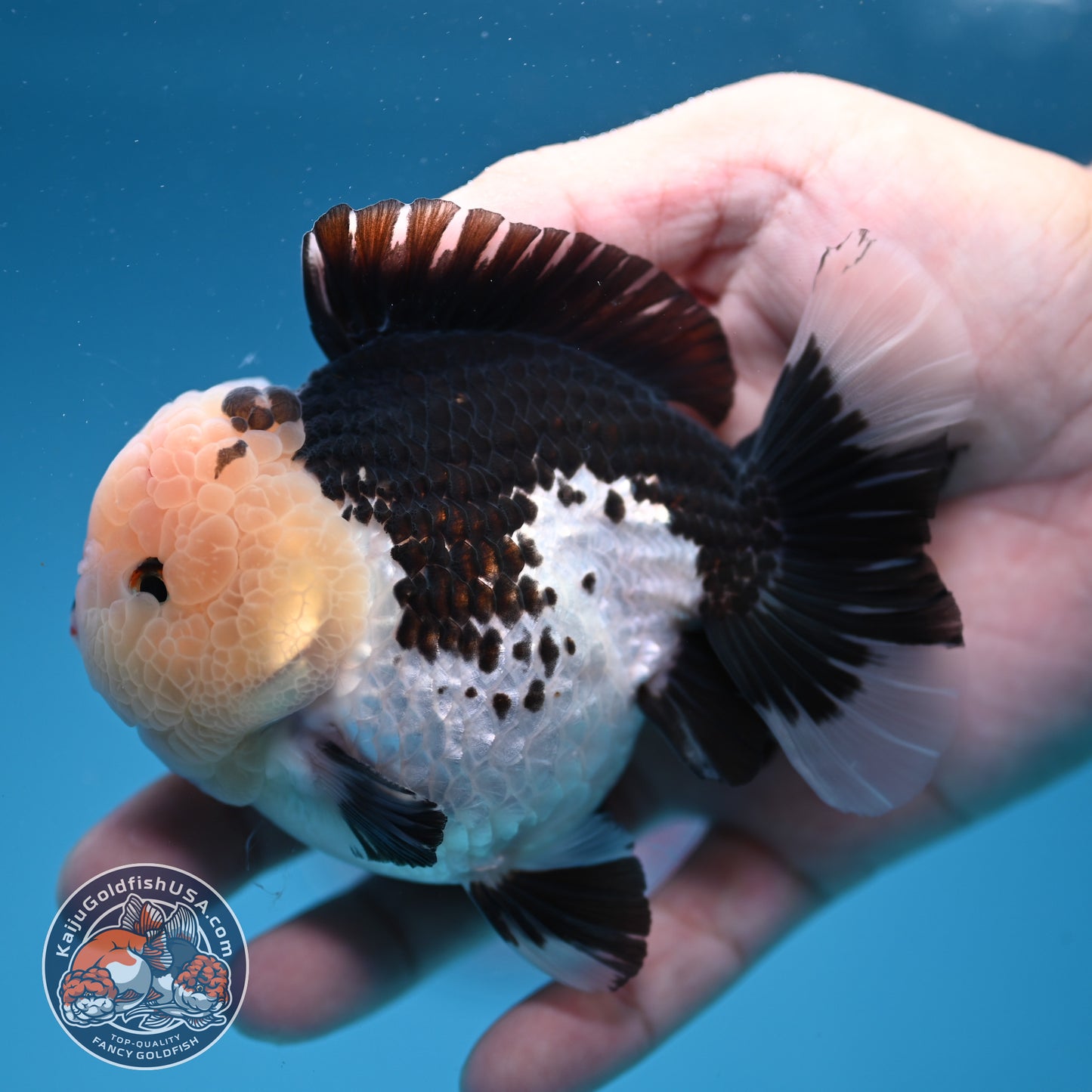 Panda Oranda 3.5 inch Body (251107_OR07)