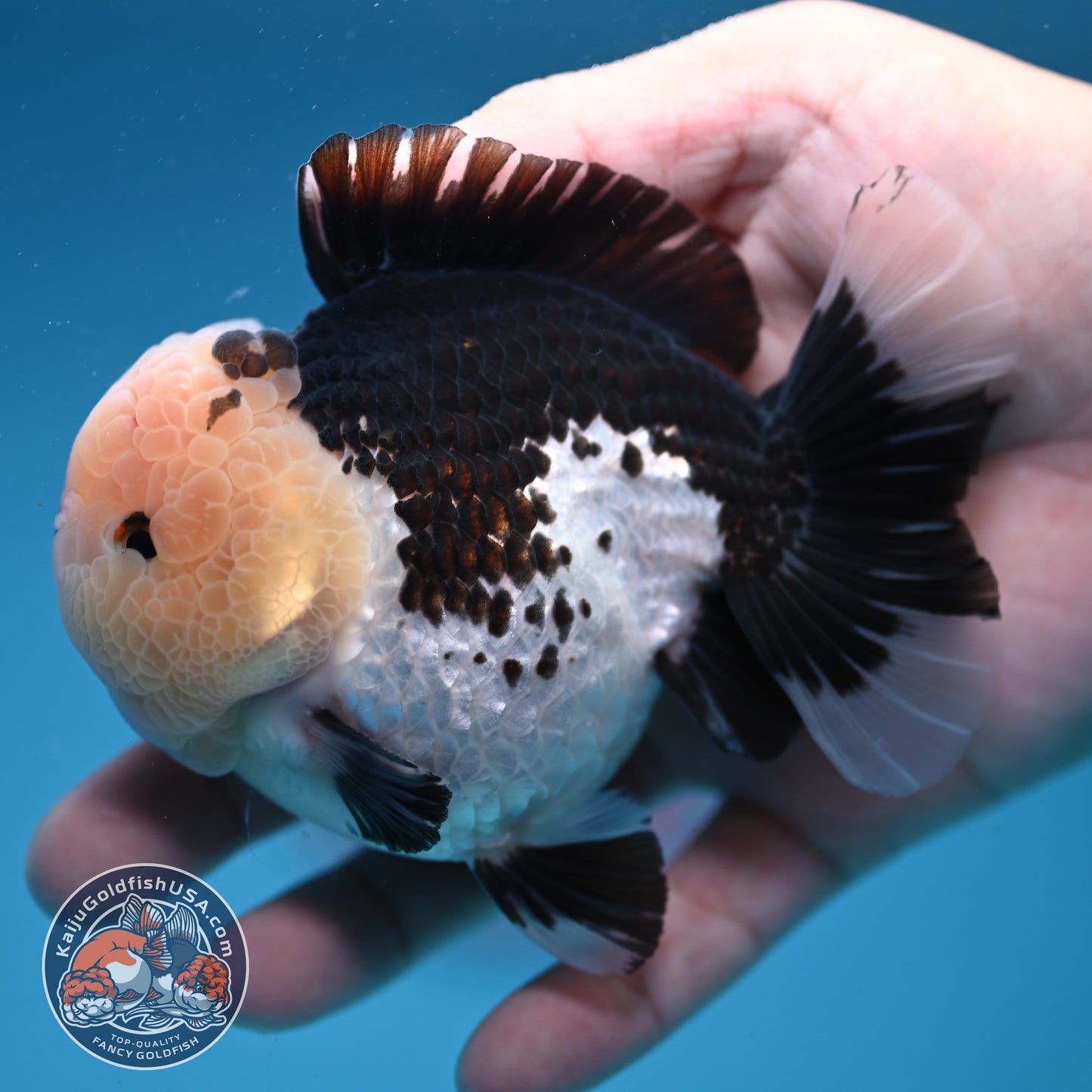 Panda Oranda 3.5 inch Body (251107_OR07)