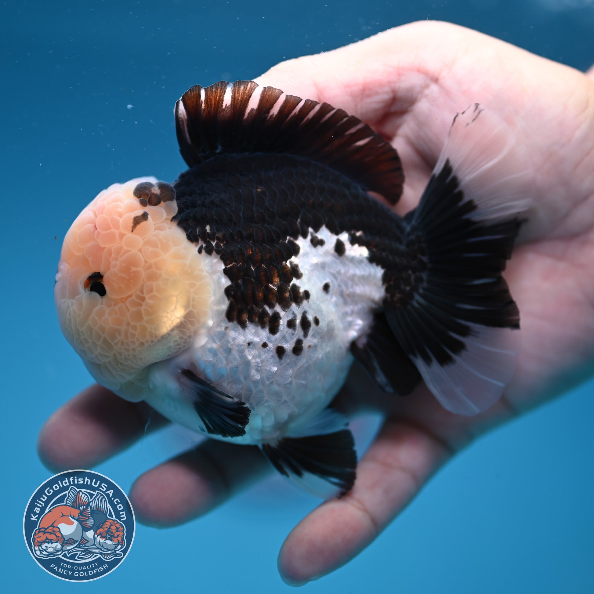 Panda Oranda 3.5 inch Body (251107_OR07)