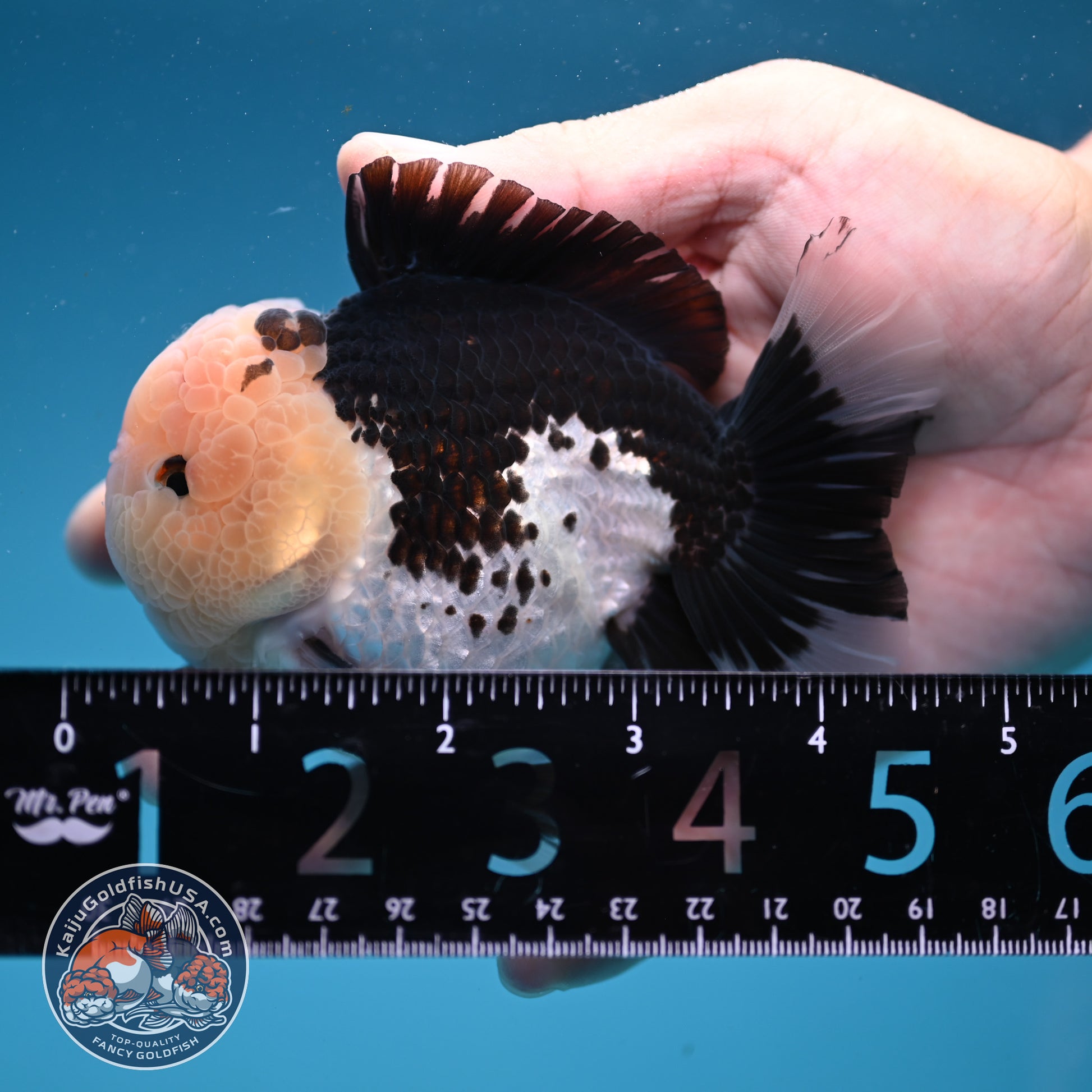 Panda Oranda 3.5 inch Body (251107_OR07)
