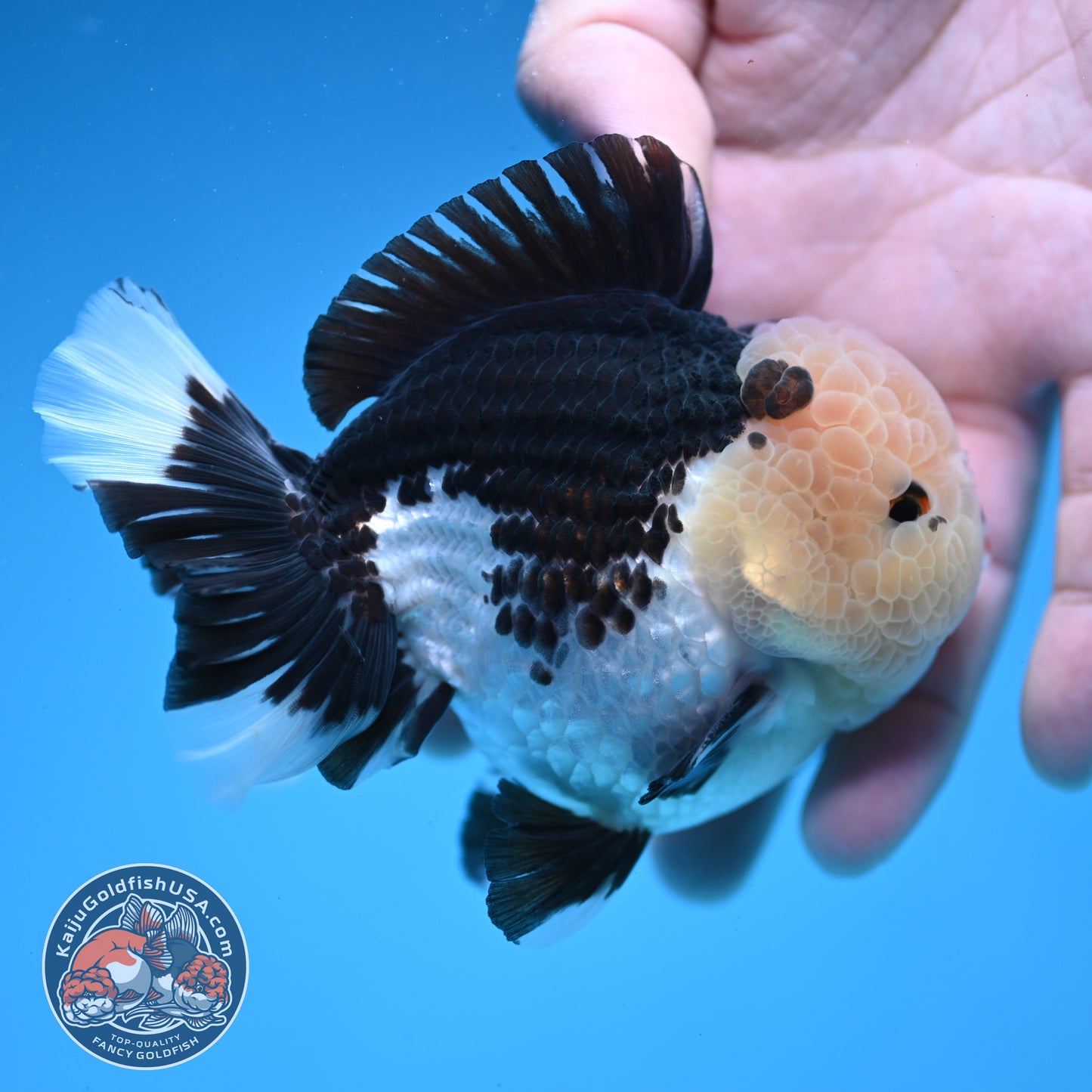 Panda Oranda 3.5 inch Body (251107_OR07)