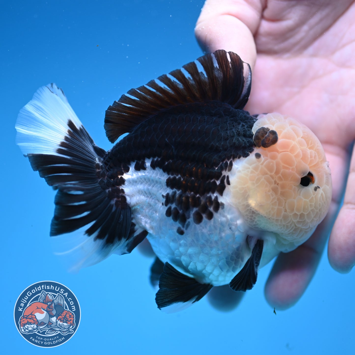 Panda Oranda 3.5 inch Body (251107_OR07)