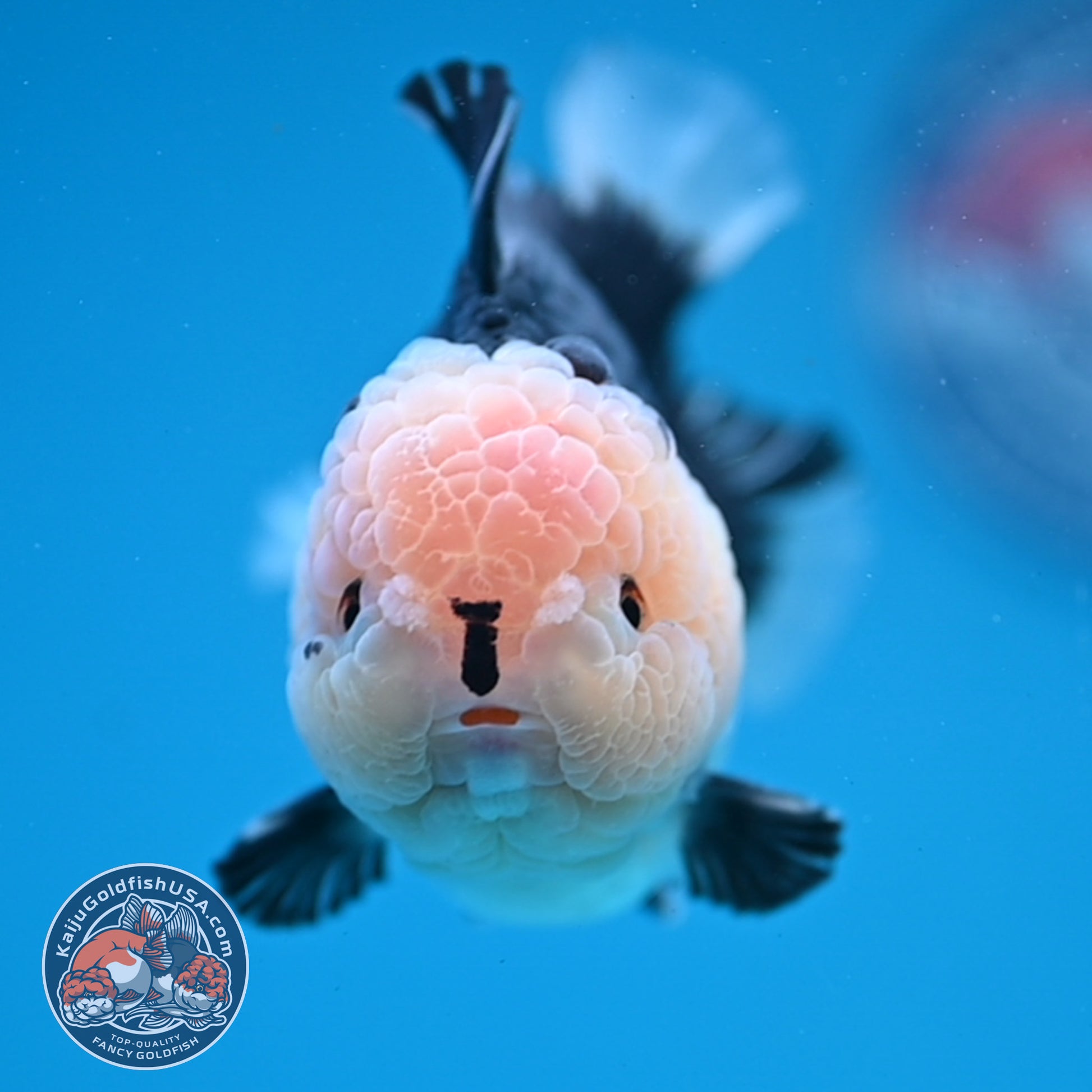 Panda Oranda 3.5 inch Body (251107_OR07)
