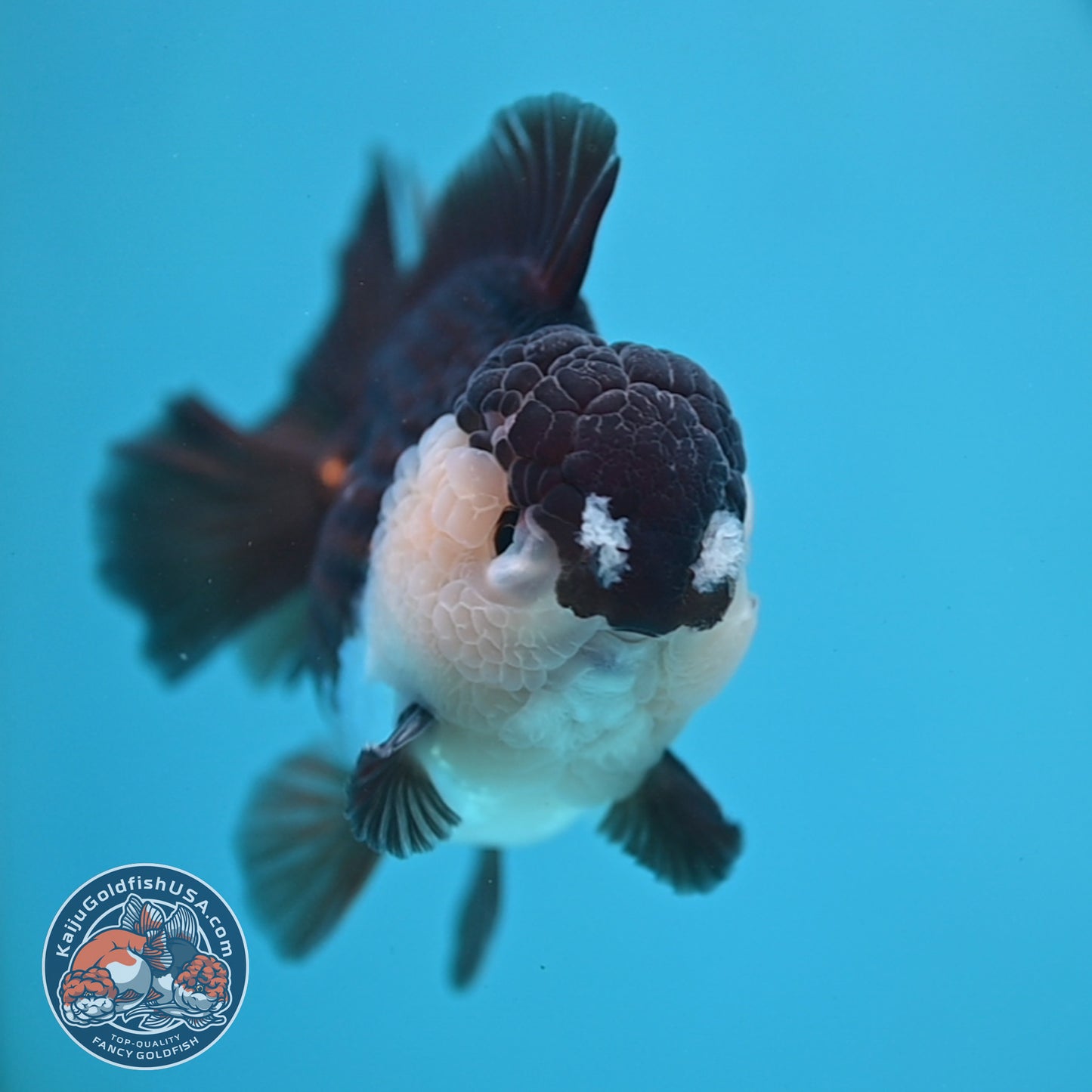 Panda Oranda 3.5 inch Body (251114_OR01)