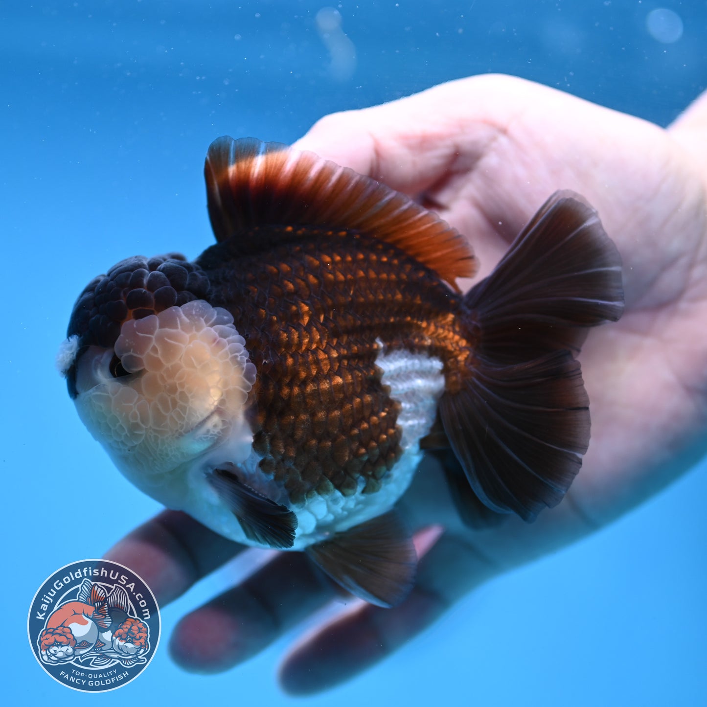 Panda Oranda 3.5 inch Body (251114_OR01)