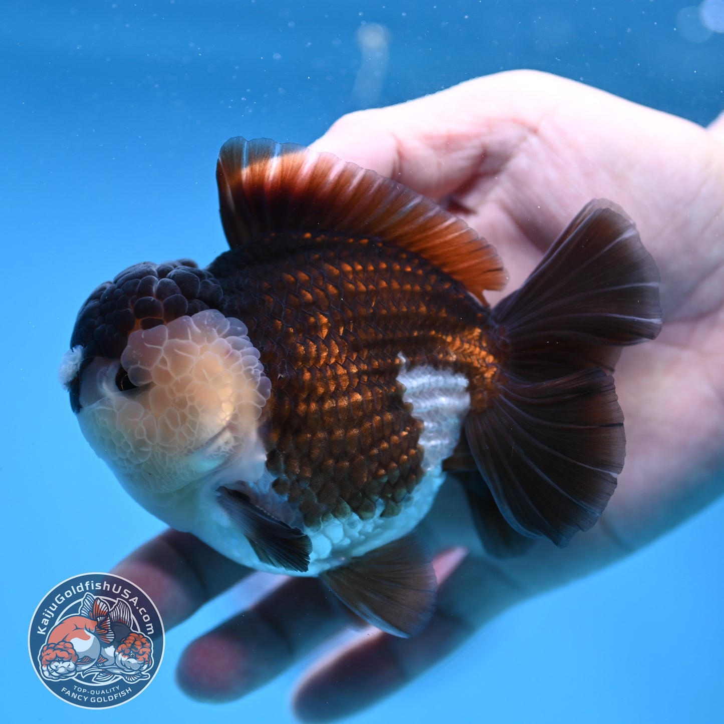 Panda Oranda 3.5 inch Body (251114_OR01)