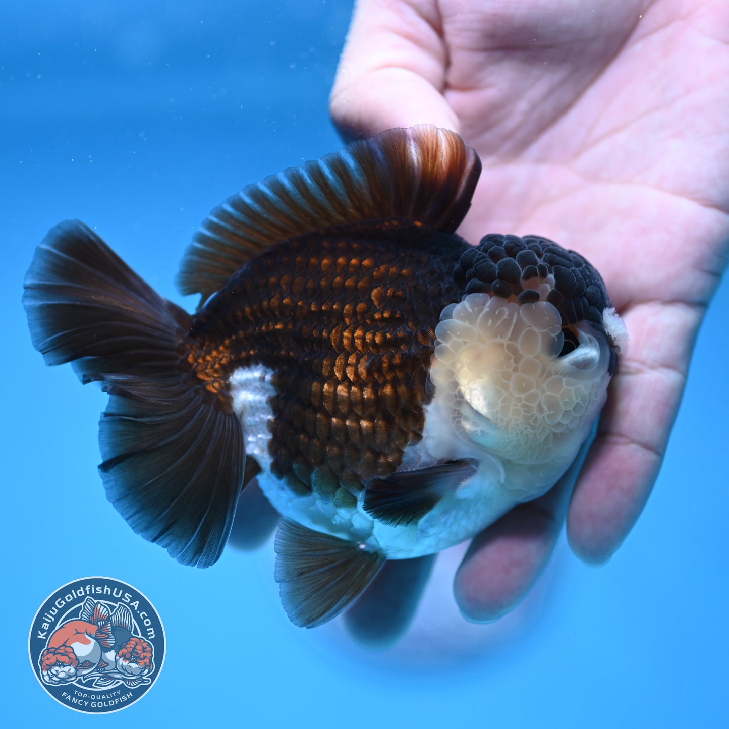 Panda Oranda 3.5 inch Body (251114_OR01)