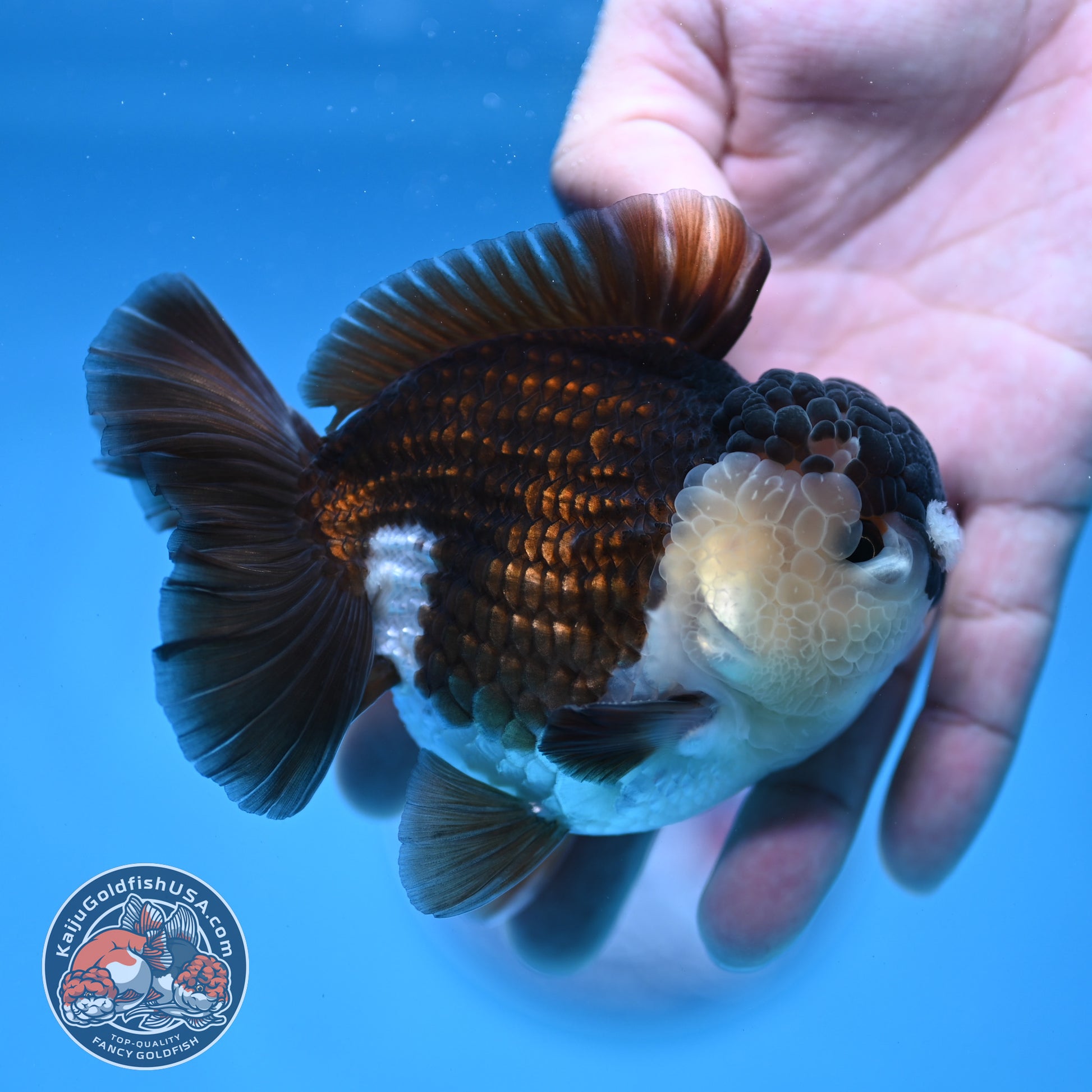 Panda Oranda 3.5 inch Body (251114_OR01)