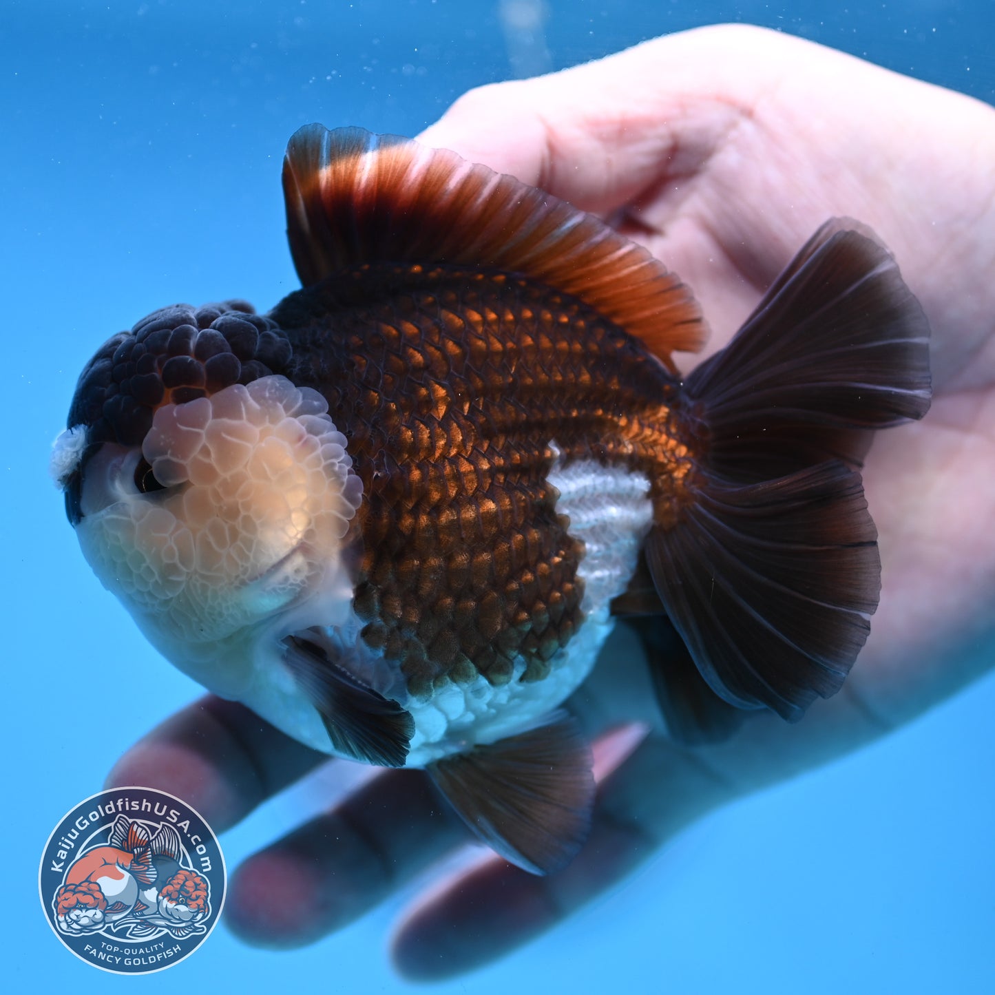 Panda Oranda 3.5 inch Body (251114_OR01)
