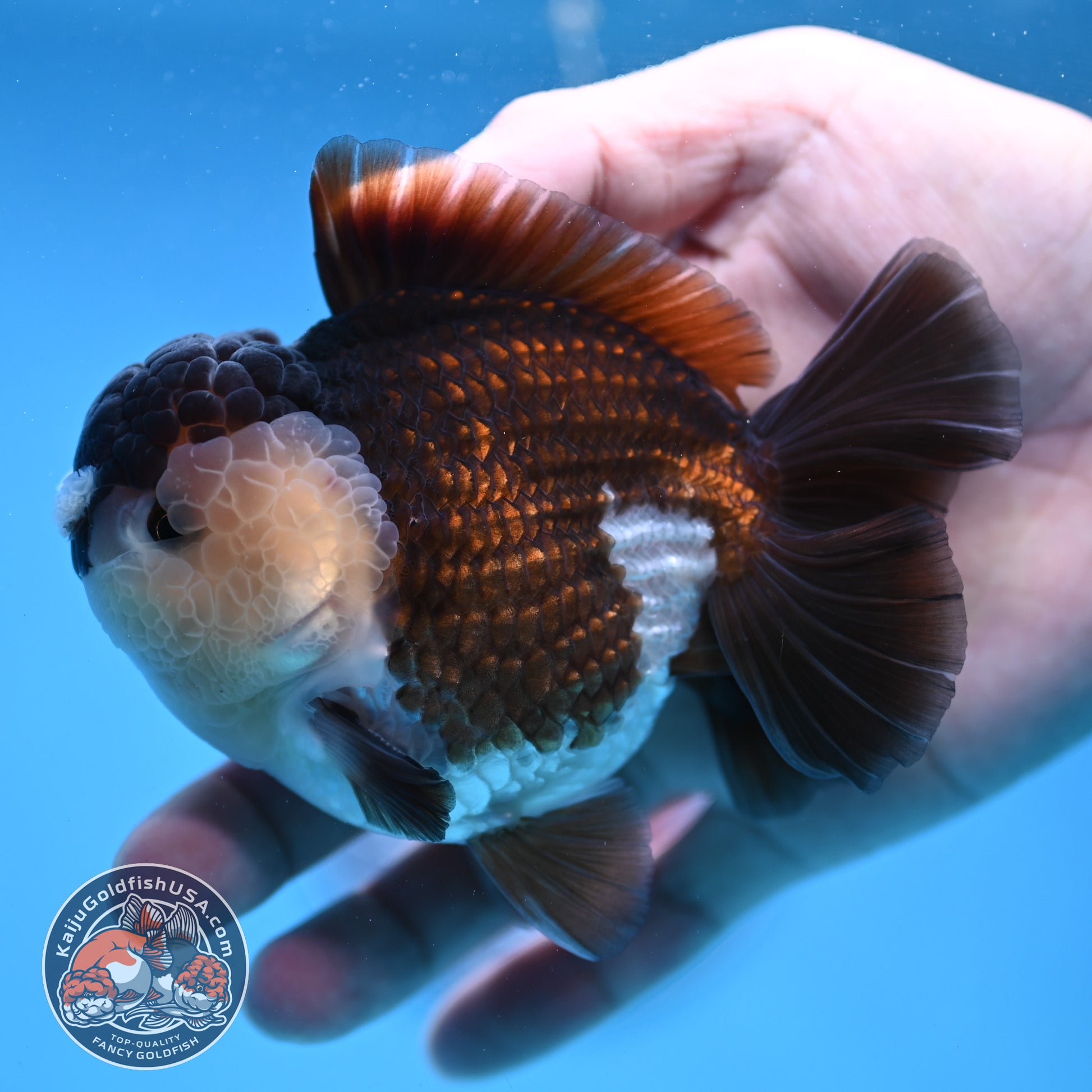 Panda Oranda 3.5 inch Body (251114_OR01)