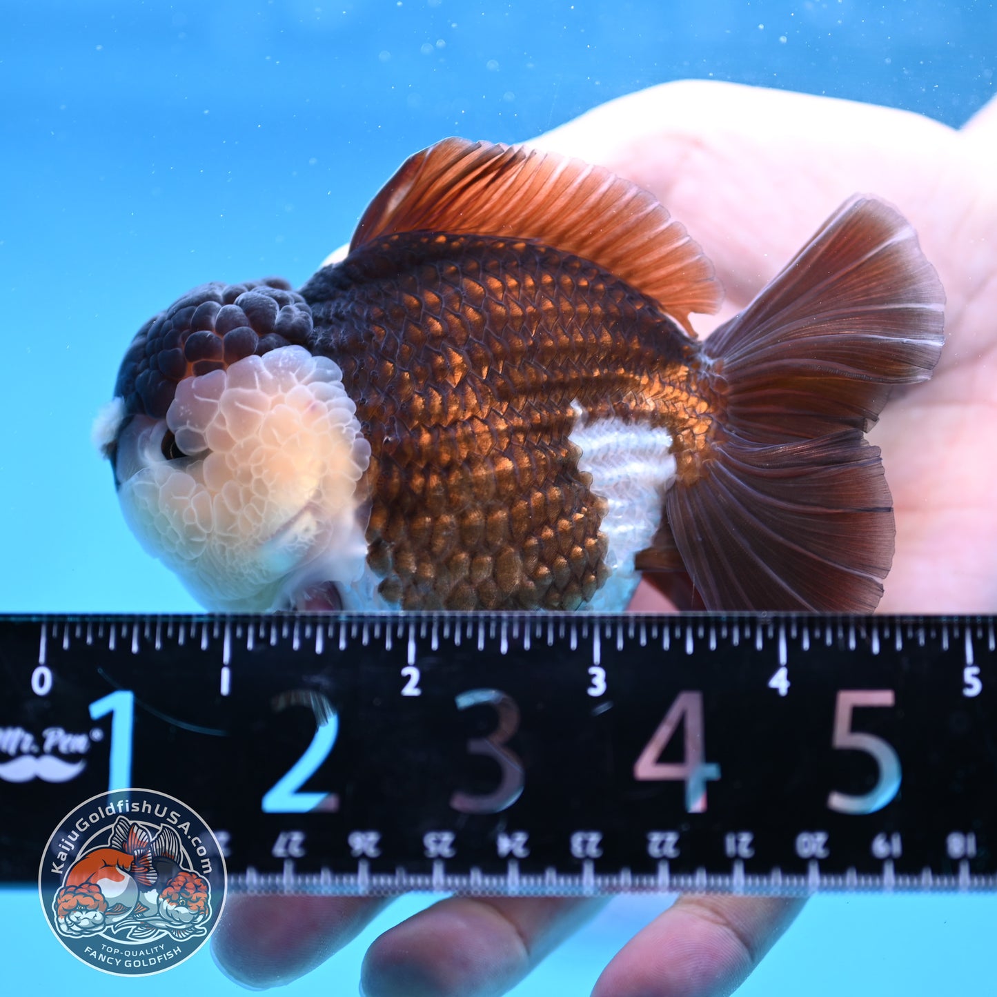 Panda Oranda 3.5 inch Body (251114_OR01)