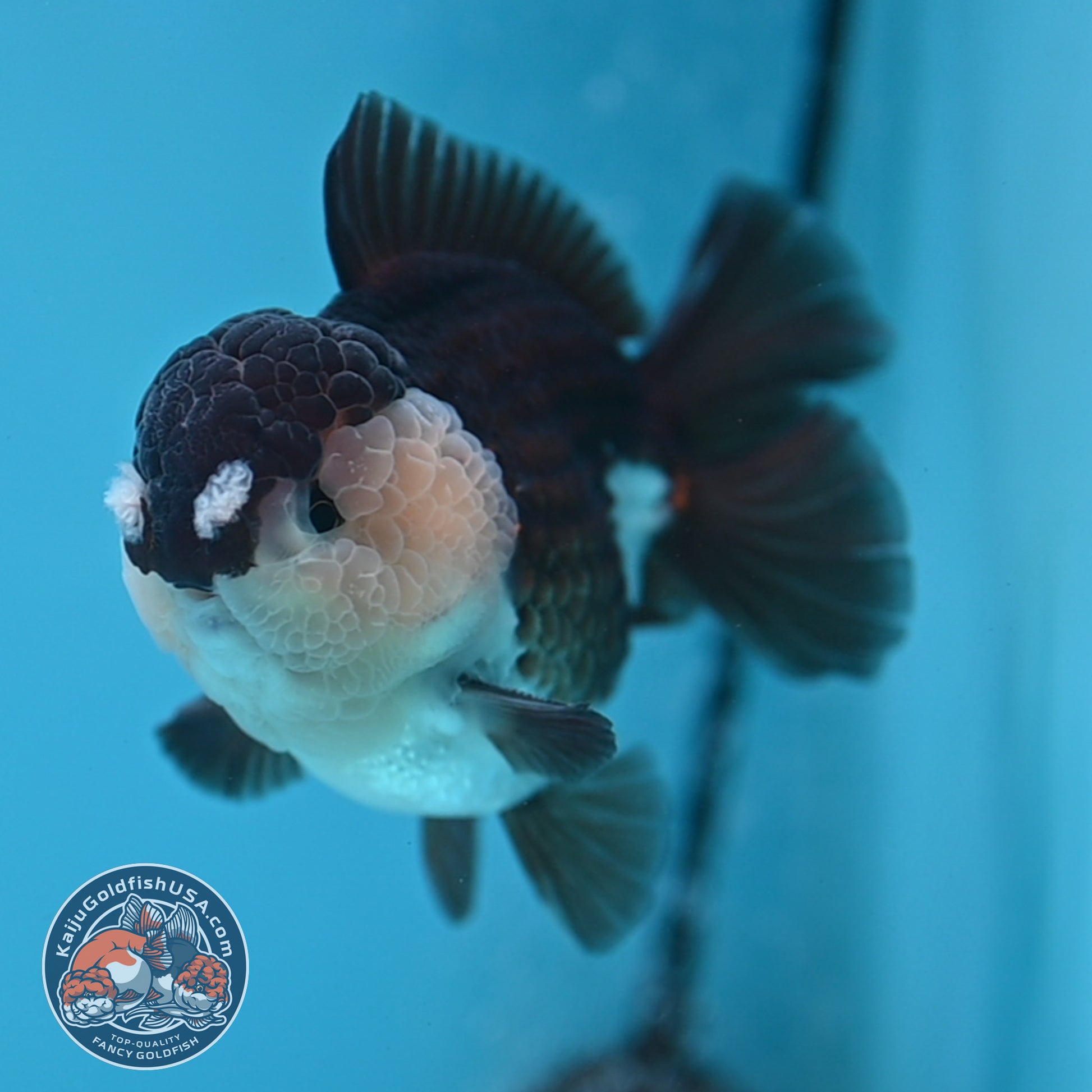 Panda Oranda 3.5 inch Body (251114_OR01)