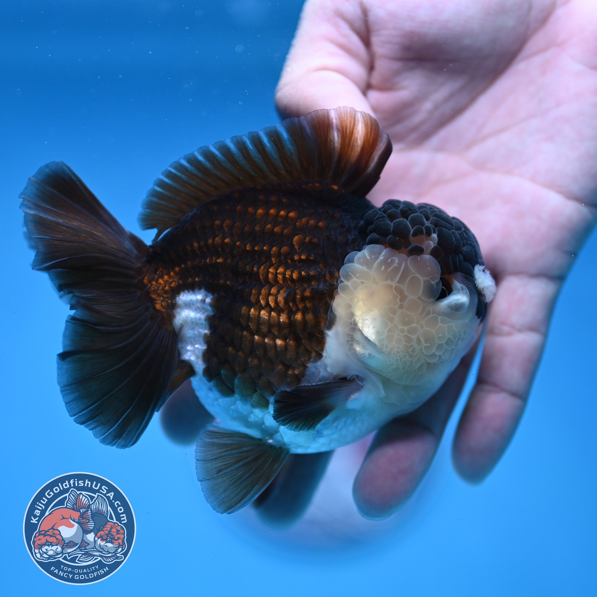 Panda Oranda 3.5 inch Body (251114_OR01)