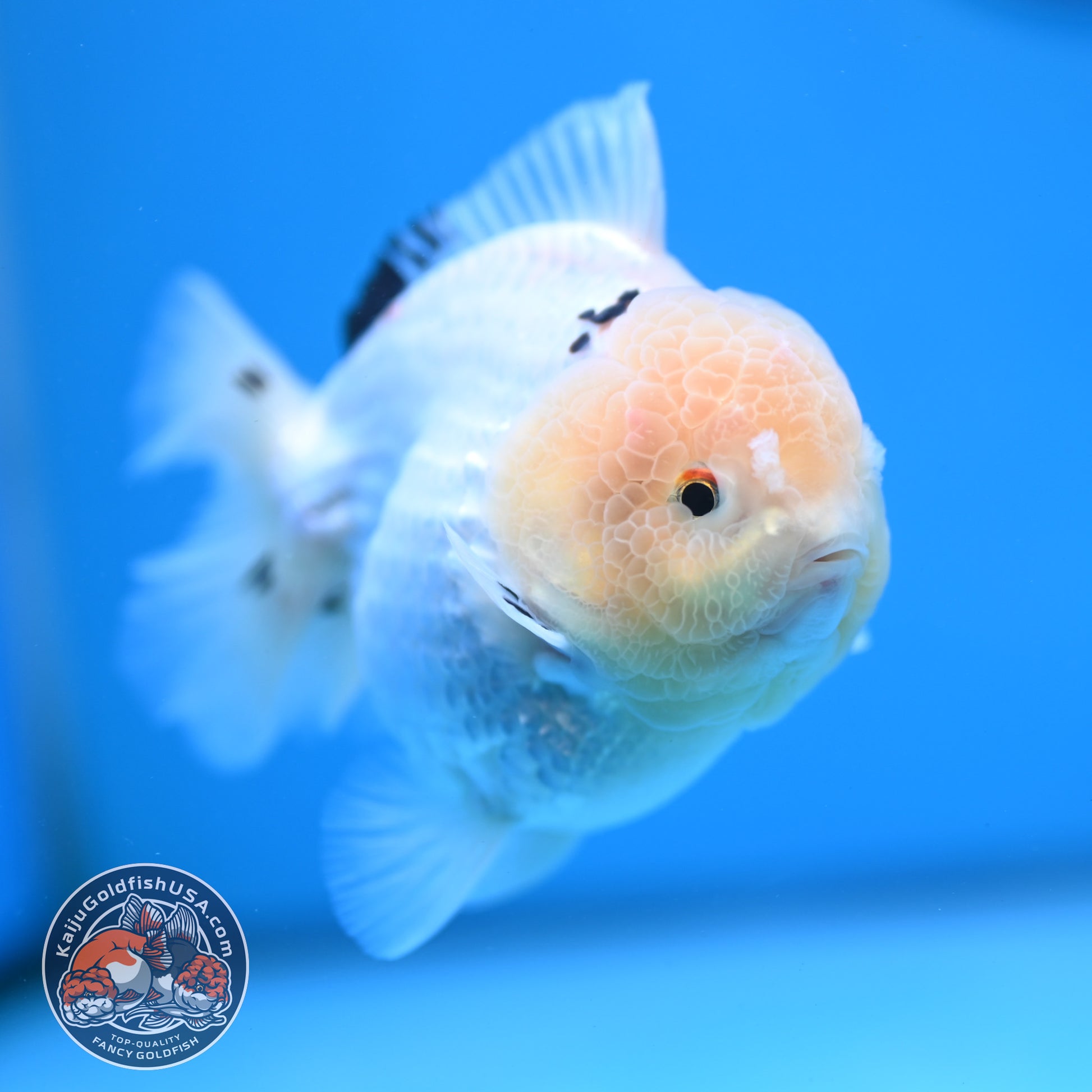 Panda Oranda 3.5 inch Body (251114_OR02)